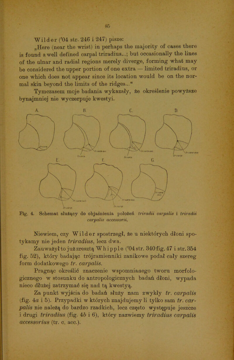 Wilder ('04 str. 246 i 247) pisze: „Here (near the wrist) ia perhaps the majority of cases tliere is found a well defined carpal triradius...; but occasionally the lines of the ulnar and radial regions merely diverge, forming what may be considered the upper portion of one extra — limited triradius, or one which does not appear sińce its location would be on the nor- mal skin beyond the limits of the ridges...“ Tymczasem moje badania wykazały, że określenie powyższe bynajmniej nie wyczerpuje kwestyi. A. B C. D. Fig. 4. Schemat służący do objaśnienia położeń triradii carpalis i triradii carpalis accessorii. Niewiem, czy Wilder spostrzegł, że u niektórych dłoni spo- tykamy nie jeden triradius, lecz dwa. Zauważył to już zresztą W h i p p 1 e ('04 str. 840 fig. 47 i str. 354 fig. 52), który badając trójramienniki zanikowe podał cały szereg form dodatkowego tr. carpalis. Pragnąc określić znaczenie wspomnianego tworu morfolo- gicznego w stosunku do antropologicznych badań dłoni, wypada nieco dłużej zatrzymać się nad tą kwestyą. Za punkt wyjścia do badań służy nam zwykły tr. carpalis (fig. 4a i 5). Przypadki w których znajdujemy li tylko sam tr. car- palis nie należą do bardzo rzadkich, lecz często występuje jeszcze i drugi triradius (fig. 4b i 6), który nazwiemy triradius carpalis accessorius (tr. c. acc.).