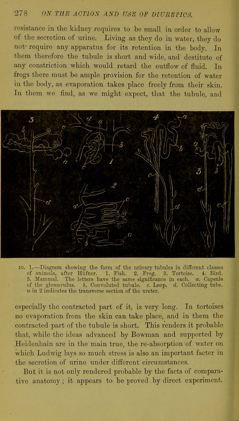 resistance in the kidney requires to be small in order to allow of the secretion of urine. Living as they do in water, they do not* require any apparatus for its retention in the body. In them therefore the tubule is short and wide, and destitute of any constriction which would retard the outflow of fluid. In frogs there must be ample provision for the retention of water in the body, as evaporation takes place freely from their skin. In them we find, as we might expect, that the tubule, and IG. 1.—Diagram showing the form of the urinary tubules in different classes of animals, after Hufner. 1. Fish. 2. Frog. 3. Tortoise. 4. Bird. 5. Mammal. The letters have the same significance in each. a. Capsule of the glomerulus, b. Convoluted tubule, c. Loop. cl. Collecting tube. u in 2 indicates the transverse section of the ureter. especially the contracted part of it, is very long. In tortoises no evaporation from the skin can take place, and in them the contracted part of the tubule is short. This renders it probable that, while the ideas advanced by Bowman and supported by Heidenhain are in the main true, the re-absorption of water on which Ludwig lays so much stress is also an important facter in the secretion of urine under different circumstances. But it is not only rendered probable by the facts of compara- tive anatomy ; it appears to be pi'oved by direct experiment.