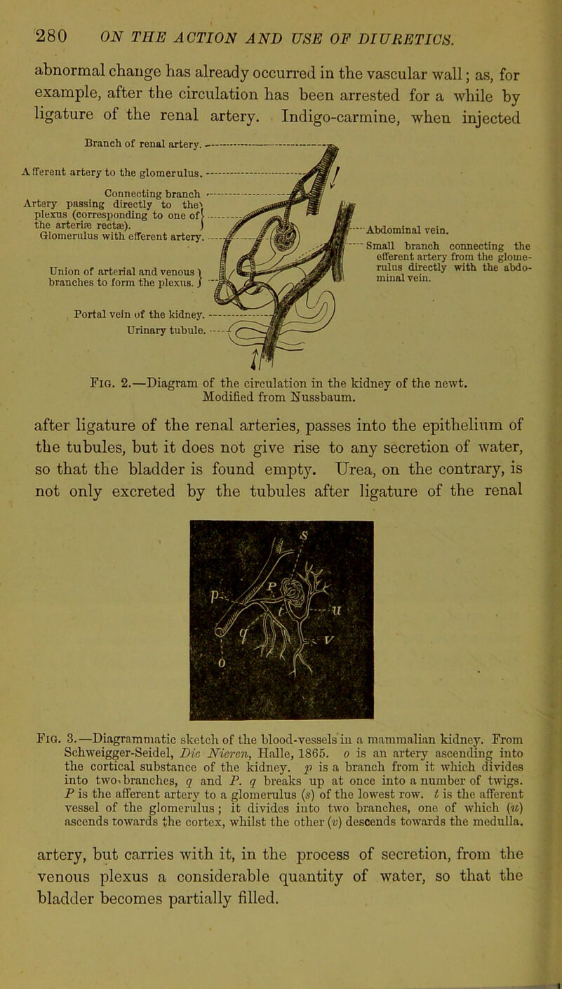 abnormal change has already occurred in the vascular wall; as, for example, after the circulation has been arrested for a while by ligature of the renal artery. Indigo-carmine, when injected Branch of renal artery.. A fferent artery to the glomerulus. Connecting branch Artery passing directly to the' plexus (corresponding to one of> the arterise rectae). ) Glomerulus with efferent artery. Union of arterial and venous \ branches to form the plexus. J Portal vein of the kidney. Urinary tubule. Abdominal vein. Small branch connecting the efferent artery from the glome- rulus directly with the abdo- minal vein. Fig. 2.—Diagram of the circulation in the kidney of the newt. Modified from Hussbaum. after ligature of the renal arteries, passes into the epithelium of the tubules, but it does not give rise to any secretion of water, so that the bladder is found empty. Urea, on the contrary, is not only excreted by the tubules after ligature of the renal Fig. 3.—Diagrammatic sketch of the blood-vessels in a mammalian kidney. From Schweigger-Seidel, Die Nieren, Halle, 1865. o is au artery ascending into the cortical substance of the kidney, p is a branch from it which divides into two^ branches, q and P. q breaks up at once into a number of twigs. P is the afferent artery to a glomerulus (s) of the lowest row. t is the afferent vessel of the glomerulus; it divides into two branches, one of which (u) ascends towards the cortex, whilst the other (v) descends towards the medulla. artery, but carries with it, in the process of secretion, from the venous plexus a considerable quantity of water, so that the bladder becomes partially filled.