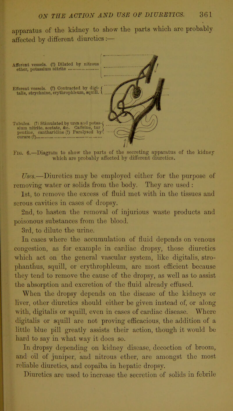 apparatus of the kidney to show the parts which are probably affected by different diuretics :— (— Afferent vessels. (?) Dilated by nitrous ether, potassium nitrite u Efferent vessels. (?) Contracted by digi- f talis, strychnine, erythrophleum, squill. \ Tubules. (?) Stimulated by urea and potus-( sium nitrite, acetate, &c. Caffeine, tur < pentiue, cantharidiue (?) Paralysed by( curare (?) Fig. 6.—Diagram to show the parts of the secreting apparatus of the kidney which are probably affected by different diuretics. Uses.—Diuretics may be employed either for the purpose of removing water or solids from the body. They are used : 1st, to remove the excess of fluid met with in the tissues and serous cavities in cases of dropsy. 2nd, to hasten the removal of injurious waste products and poisonous substances from the blood. 3rd, to dilute the urine. In cases where the accumulation of fluid depends on venous congestion, as for example in cardiac dropsy, those diuretics which act on the general vascular system, like digitalis, stro- phanthus, squill, or erythrophleum, are most efficient because they tend to remove the cause of the dropsy, as well as to assist the absorption and excretion of the fluid already effused. When the dropsy depends on the disease of the kidneys or liver, other diuretics should either be given instead of, or along with, digitalis or squill, even in cases of cardiac disease. Where digitalis or squill are not proving efficacious, the addition of a little blue pill greatly assists their action, though it would be hard to say in what way it does so. In dropsy depending on kidney disease, decoction of broom, and oil of juniper, and nitrous ether, are amongst the most reliable diuretics, and copaiba in hepatic dropsy. Diuretics are used to increase the secretion of solids in febrile