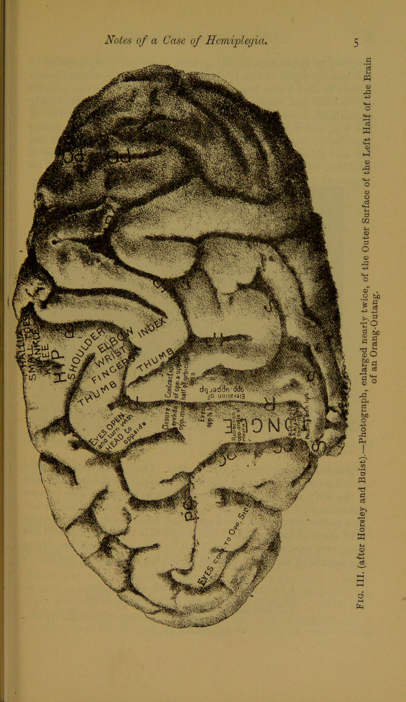 Fig. III. (after Horsley and Buist).—Photograph, enlarged nearly twice, of the Outer Surface of the Left Half of the Brain of an Orang-Outang.