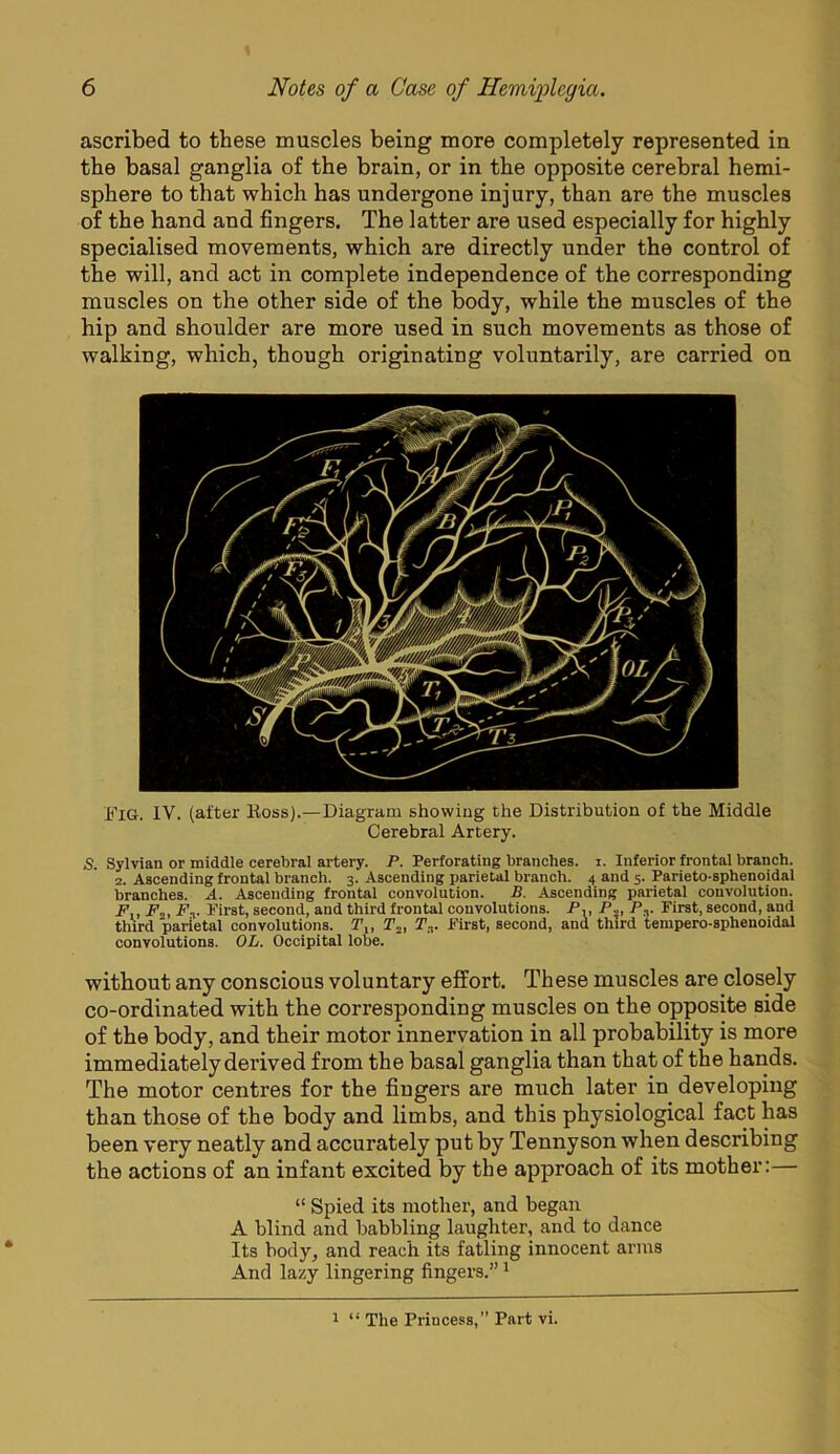 ascribed to these muscles being more completely represented in the basal ganglia of the brain, or in the opposite cerebral hemi- sphere to that which has undergone injury, than are the muscles of the hand and fingers. The latter are used especially for highly specialised movements, which are directly under the control of the will, and act in complete independence of the corresponding muscles on the other side of the body, while the muscles of the hip and shoulder are more used in such movements as those of walking, which, though originating voluntarily, are carried on JflG. IV. (after Eoss).—Diagram showing the Distribution of the Middle Cerebral Artery. S. Sylvian or middle cerebral artery. P. Perforating branches, i. Inferior frontal branch. 2. Ascending frontal branch. 3. Ascending parietal branch. 4 and 5. Parieto-sphenoidal branches. A. Ascending frontal convolution. B. Ascending parietal convolution. F., F2, Ff First, second, and third frontal convolutions. P,, P.,, P,. First, second, and third parietal convolutions. P,, Pj, T„. First, second, and third tempero-sphenoidal convolutions. OL. Occipital lobe. without any conscious voluntary effort. These muscles are closely co-ordinated with the corresponding muscles on the opposite side of the body, and their motor innervation in all probability is more immediately derived from the basal ganglia than that of the hands. The motor centres for the fingers are much later in developing than those of the body and limbs, and this physiological fact has been very neatly and accurately put by Tennyson when describing the actions of an infant excited by the approach of its mother:— “ Spied its mother, and began A blind and babbling laughter, and to dance Its body, and reach its fatling innocent arms And lazy lingering fingers.” ' 1 “ The Princess,” Part vi.