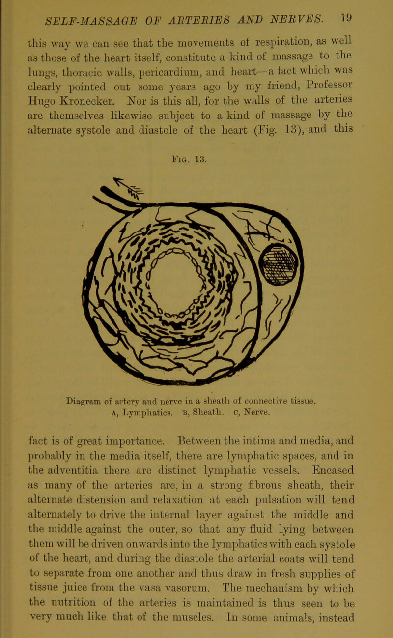 this way we can see that the movements ol respiration, as well as those of the heart itself, constitute a kind ot massage to the lungs, thoracic walls, pericardium, and heart—a fact which was clearly pointed out some years ago by my friend, Professor Hugo Kroneclcer. Nor is this all, for the walls of the arteries are themselves likewise subject to a kind of massage by the alternate systole and diastole of the heart (Fig. 13), and this Fig. 13. Diagram of artei’y and nerve in a slieatli of connective tissue. A, Lymphatics. B, Sheath, c, Nerve. fact is of great importance. Between the intima and media, and probably in the media itself, there are lymphatic spaces, and in the adventitia there are distinct lymphatic vessels. Encased as many of the arteries are, in a strong fibrous sheath, their alternate distension and relaxation at each pulsation will tend alternately to drive the internal layer against the middle and the middle against the outer, so that any fluid lying between them will be driven onwards into the lymphatics with each systole of the heart, and during the diastole the arterial coats will tend to sepai'ate from one another and thus draw in fresh supplies of tissue juice from the vasa vasorum. The mechanism by which the nutrition of the arteries is maintained is thus seen to be very much like that of the muscles. In some animals, instead