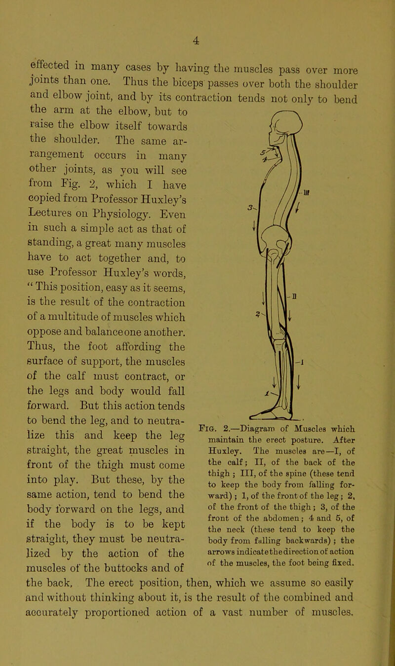 V -n 1 effected in many cases by having the muscles pass over more joints than one. Thus the biceps passes over both the shoulder and elbow joint, and by its contraction tends not only to bend the arm at the elbow, but to raise the elbow itself towards the shoulder. The same ar- rangement occurs in many other joints, as you will see from Fig. 2, which I have copied from Professor Huxley’s Lectures on Physiology. Even in such a simple act as that of standing, a great many muscles have to act together and, to use Professor Huxley’s words, “ This position, easy as it seems, is the result of the contraction of a multitude of muscles which oppose and balance one another. Thus, the foot affording the surface of support, the muscles of the calf must contract, or the legs and body would fall forward. But this action tends to bend the leg, and to neutra- lize this and keep the leg straight, the great muscles in front of the thigh must come into play. But these, by the same action, tend to bend the body forward on the legs, and if the body is to be kept straight, they must be neutra- lized by the action of the muscles of the buttocks and of the back. The erect position, then, which we assume so easily and without thinking about it, is the result of the combined and accurately proportioned action of a vast number of muscles. 1 Fig. 2.—Diagram of Muscles which maintain the erect posture. After Huxley. The muscles are—I, of the calf; II, of the back of the thigh ; III, of the spine (these tend to keep the body from falling for- ward) ; 1, of the front of the leg; 2, of the front of the thigh; 3, of the front of the abdomen; 4 and 5, of the neck (these tend to keep the body from fulling backwards) ; the arrows indicate the direction of action of the muscles, the foot being fixed.