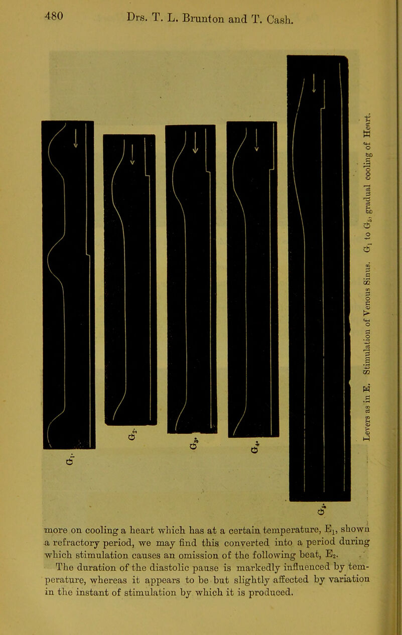 •* $ more on cooling a heart which has at a certain temperature, Els shown a refractory period, we may find this converted into a period during which stimulation causes an omission of the following beat, E2. The duration of the diastolic pause is markedly influenced by tem- perature, whereas it appears to be but slightly affected by variation in the instant of stimulation by which it is produced. Levers as in E. Stimulation of Venous Sinus. Grj to Gr5) gradual cooling of Heart.