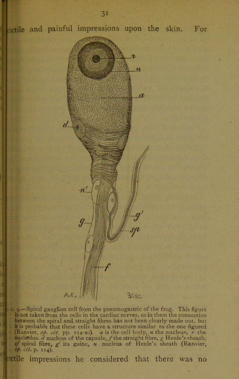 mmm the skin. For G. 9.—Spiral ganglion cell from the pneumogastric of the frog. This figure is not taken from the cells in the cardiac nerves, as in them the connection between the spiral and straight fibres has not been clearly made out. but it is probable that these cells have a structure similar to the one figured (Ranvier, op. cit. pp. 114-20). a is the cell body, n the nucleus, r the nucleolus, d nucleus of the capsule,/the straight fibre, g Henle’s sheath, /spiral fibre, / its gaine, n nucleus of Henle’s sheath (Ranvier, op. cit. p. 114). ctile impressions he considered that there was no