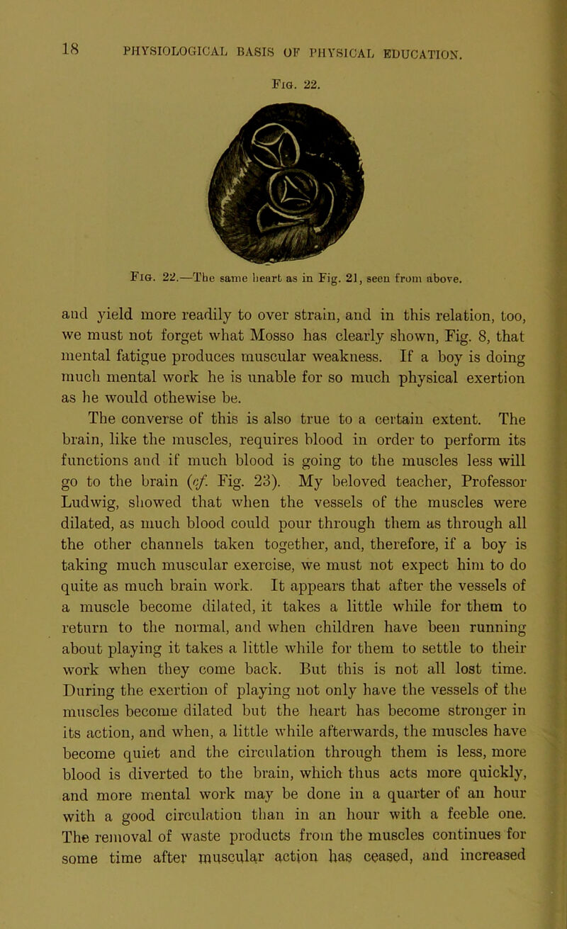 Pig. 22. Fig. 22.—The same heart as in Fig. 21, seen from above. and yield more readily to over strain, and in this relation, too, we must not forget what Mosso has clearly shown, Fig. 8, that mental fatigue produces muscular weakness. If a boy is doing much mental work he is unable for so much physical exertion as he would othewise be. The converse of this is also true to a certain extent. The brain, like the muscles, requires blood in order to perform its functions and if much blood is going to the muscles less will go to the brain {of. Fig. 23). My beloved teacher, Professor Ludwig, showed that when the vessels of the muscles were dilated, as much blood could pour through them as through all the other channels taken together, and, therefore, if a boy is taking much muscular exercise, we must not expect him to do quite as much brain work. It appears that after the vessels of a muscle become dilated, it takes a little while for them to return to the normal, and when children have been running about playing it takes a little while for them to settle to their work when they come back. But this is not all lost time. During the exertion of playing not only have the vessels of the muscles become dilated but the heart has become stronger in its action, and when, a little while afterwards, the muscles have become quiet and the circulation through them is less, more blood is diverted to the brain, which thus acts more quickly, and more mental work may be done in a quarter of an hour with a good circulation than in an hour with a feeble one. The removal of waste products from the muscles continues for some time after muscular action has ceased, and increased