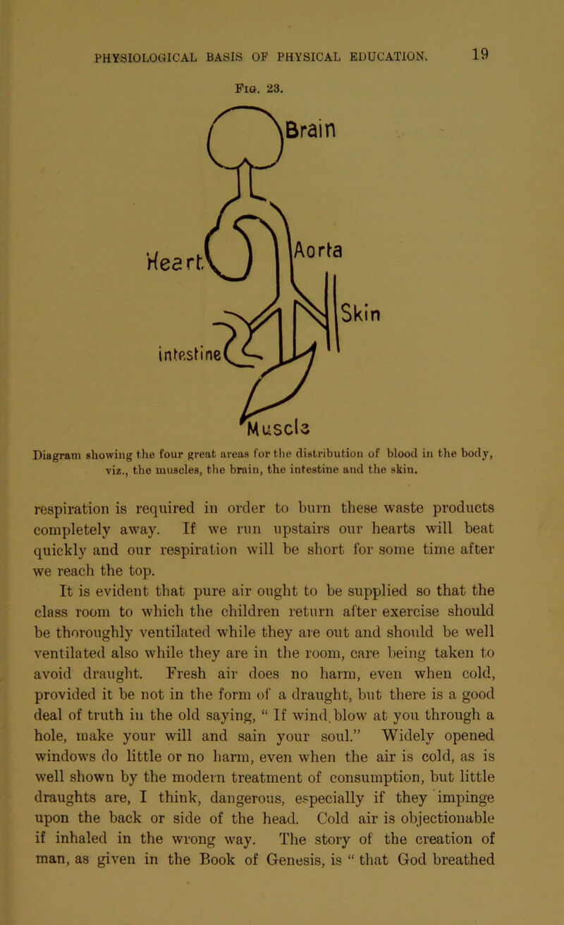 Pig. 23. Diagram showing the four great areas for the distribution of blood in the body, viz., the muscles, the brain, the intestine and the skin. respiration is required in order to burn these waste products completely away. If we run upstairs our hearts will beat quickly and our respiration will be short for some time after we reach the top. It is evident that pure air ought to be supplied so that the class room to which the children return alter exercise should be thoroughly ventilated while they are out and should be well ventilated also while they are in the room, care being taken to avoid draught. Fresh air does no harm, even when cold, provided it be not in the form of a draught, but there is a good deal of truth in the old saying, “ If wind.blow at you through a hole, make your will and sain your soul.” Widely opened windows do little or no harm, even when the air is cold, as is well shown by the modern treatment of consumption, but little draughts are, I think, dangerous, especially if they impinge upon the back or side of the head. Cold air is objectionable if inhaled in the wrong way. The story of the creation of man, as given in the Book of Genesis, is “ that God breathed