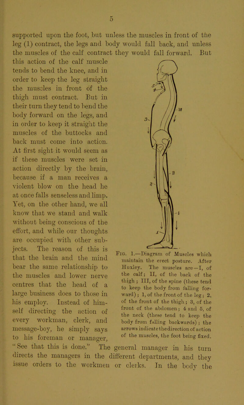 supported upon the foot, but unless the muscles in front of the leg (1) contract, the legs and body would fall back, and unless the muscles of the calf contract this action of the calf muscle tends to bend the knee, and in order to keep the leg straight the muscles in front of the thigh must contract. But in their turn they tend to bend the body forward on the legs, and in order to keep it straight the muscles of the buttocks and back must come into action. At first sight it would seem as if these muscles were set in action directly by the brain, because if a man receives a violent blow on the head he at once falls senseless and limp. Yet, on the other hand, we all know that we stand and walk without being conscious of the effort, and while our thoughts are occupied with other sub- jects. The reason of this is that the brain and the mind bear the same relationship to the muscles and lower nerve centres that the head of a large business does to those in his employ. Instead of him- self directing the action of every workman, clerk, and message-boy, he simply says to his foreman or manager, “See that this is done.” The they would fall forward. But Fig. 1.—Diagram of Muscles which maintain the erect posture. After Huxley. The muscles are—I, of the calf; II, of the back of the thigh ; III, of the spine (these tend to keep the body from falling for- ward) ; 1, of the front of the leg; 2, of the front of the thigh ; 3, of the front of the abdomen; 4 and 5, of the neck (these tend to keep the body from falling backwards) ; the arrows indicat e the direction of action of the muscles, the foot being fixed. general manager in his turn directs the managers in the different departments, and they issue orders to the workmen or clerks. In the body the