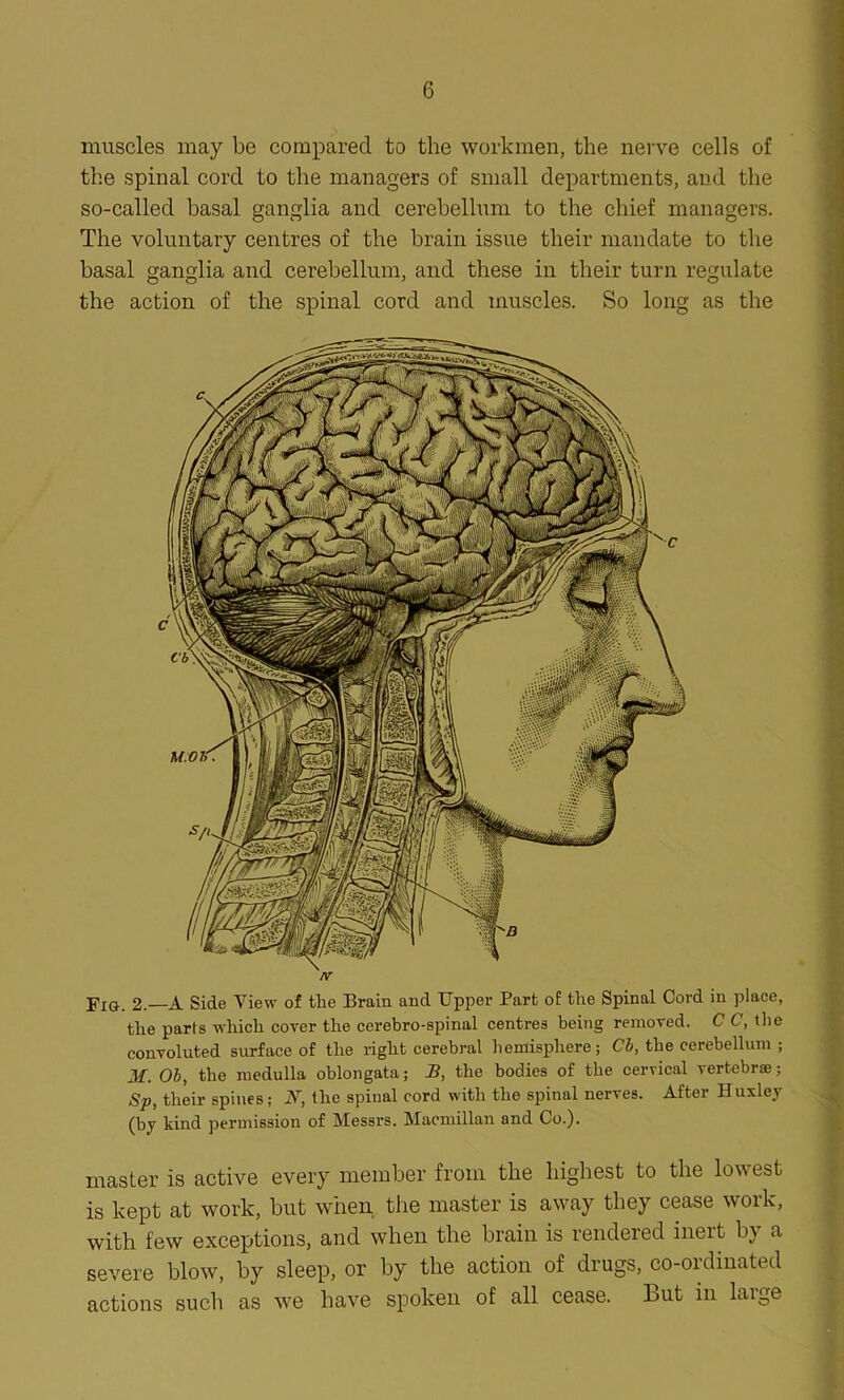 muscles may be compared to the workmen, the nerve cells of th.e spinal cord to the managers of small departments, and the so-called basal ganglia and cerebellum to the chief managers. The voluntary centres of the brain issue their mandate to the basal ganglia and cerebellum, and these in their turn regulate the action of the spinal cord and muscles. So long as the J'I&. 2. A Side View of the Brain and Upper Part of the Spinal Cord in place, the parts which cover the cerebro-spinal centres being removed. C C, tbe convoluted surface of the right cerebral hemisphere; Cb, the cerebellum ; 3£. Ob, the medulla oblongata; S, the bodies of the cervical vertebrae; Sp, their spines; Ar, the spinal cord with the spinal nerves. After Huxley (by kind permission of Messrs. Macmillan and Co.). master is active every member from the highest to the lowest is kept at work, but when the master is away they cease work, with few exceptions, and when the brain is rendered ineit by a severe blow, by sleep, or by the action of drugs, co-ordinated actions such as we have spoken of all cease. But in laige