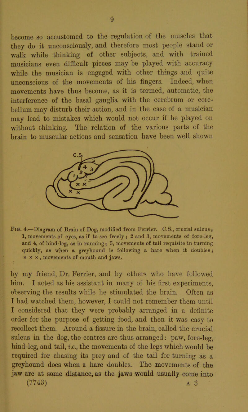 become so accustomed to the regulation of the muscles that they do it unconsciously, and therefore most people stand or walk while thinking of other subjects, and with trained musicians even difficult pieces may be played with accuracy while the musician is engaged with other things and quite unconscious of the movements of his fingers. Indeed, when movements have thus become, as it is termed, automatic, the interference of the basal ganglia with the cerebrum or cere- bellum may disturb their action, and in the case of a musician may lead to mistakes which would not occur if he played on without thinking. The relation of the various parts of the brain to muscular actions and sensation have been well shown Fig. 4.—Diagram of Brain of Dog, modified from Ferrier. C.S., crucial sulcus; 1, movements of eyes, as if to see freely; 2 and 3, movements of fore-leg, and 4, of hind-leg, as in running; 5, movements of tail requisite in turning quickly, as when a greyhound is following a hare when it doubles j xxx, movements of mouth and jaws. by my friend, Dr. Ferrier, and by others who have followed him. I acted as his assistant in many of his first experiments, observing the results while he stimulated the brain. Often as I had watched them, however, I could not remember them until I considered that they were probably arranged in a definite order for the purpose of getting food, and then it was easy to recollect them. Around a fissure in the brain, called the crucial sulcus in the dog, the centres are thus arranged: paw, fore-leg, hind-leg, and tail, i.e., the movements of the legs which would be required for chasing its prey and of the tail for turning as a greyhound does when a hare doubles. The movements of the jaw are at some distance, as the jaws would usually come into (7743) a 3