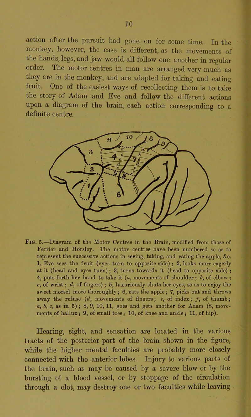 action after the pursuit had gone on for some time. In the monkey, however, the case is different, as the movements of the hands, legs, and jaw would all follow one another in regular order. The motor centres in man are arranged very much as they are in the monkey, and are adapted for taking and eating fruit. One of the easiest ways of recollecting them is to take the story of Adam and Eve and follow the different actions upon a diagram of the brain, each action corresponding to a definite centre. Fig. 5.—Diagram of the Motor Centres in the Brain, modified from those of Ferrier and Horsley. The motor centres have been numbered so as to represent the successive actions in seeing, taking, and eating the apple, &c. 1, Eve sees the fruit (eyes turn to opposite side) ; 2, looks more eagerly at it (head and eyes turn) ; 3, turns towards it (head to opposite side) ; 4, puts forth her hand to take it (a, movements of shoulder ; b, of elbow ; c, of wrist; d, of fingers) ; 5, luxuriously shuts her eyes, so as to enjoy the sweet morsel more thoroughly; 6, eats the apple; 7, picks out and throws away the refuse (d, movements of fingers; e, of index; f, of thumb; a, b, c, as in 5) ; 8, 9, 10, 11, goes and gets another for Adam (8, move- ments of hallux; 9, of small toes; 10, of knee and ankle; 11, of hip). Hearing, sight, and sensation are located in the various tracts of the posterior part of the brain shown in the figure, while the higher mental faculties are probably more closely connected with the anterior lobes. Injury to various parts of the brain, such as may be caused by a severe blow or by the bursting of a blood vessel, or by stoppage of the circulation through a clot, may destroy one or two faculties while leaving