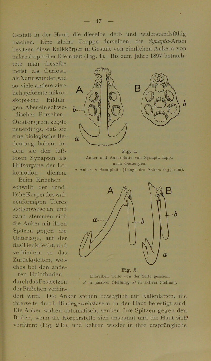 Gestalt in der Haut, die dieselbe derb und widerstandsfähig machen. Eine kleine Gruppe derselben, die Synapta-Arten besitzen diese Kalkkörper in Gestalt von zierlichen Ankern von mikroskopischer Kleinheit (Fig. 1). Bis zum Jahre 1897 betrach- Fig. l. Anker und Ankerplatte von Synapta lappa nach Oestergren. a Anker, b Basalplatte (Länge des Ankers 0,35 mm). tete man dieselbe meist als Curiosa, als Naturwunder, wie so viele andere zier- lich geformte mikro- skopische Bildun- gen. Aber ein schwe- l_ | discher Forscher, Oestergren. zeigte neuerdings, daß sie eine biologische Be- deutung haben, in- dem sie den fuß- losen Synapten als Hilfsorgane der Lo- komotion dienen. Beim Kriechen schwillt der rund- liche Körper des wal- zenförmigen Tieres stellenweise an, und dann stemmen sich die Anker mit ihren Spitzen gegen die Unterlage, auf der das Tier kriecht, und verhindern so das Zurückgleiten, wel- ches bei den ande- ren Holothurien durch das Festsetzen der Füßchen verhin- dert wird. Die Anker stehen beweglich auf Kalkplatten, die ihrerseits durch Bindegewebsfasern in der Haut befestigt sind. Die Anker wirken automatisch, senken ihre Spitzen gegen den Boden, wenn die Körperstelle sich anspannt und die Haut sich' verdünnt (Fig. 2 B), und kehren wieder in ihre ursprüngliche A in passiver Stellung, B in aktiver Stellung.