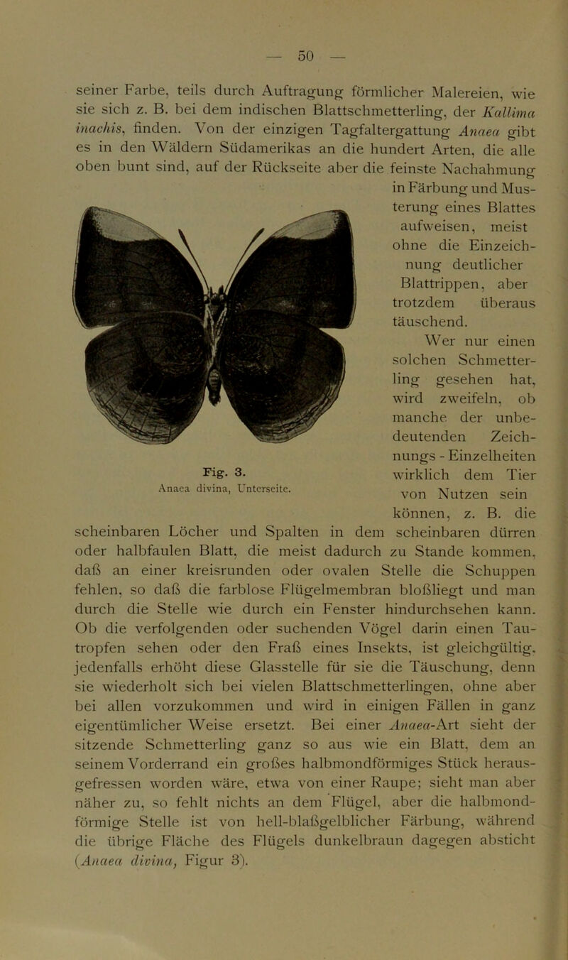 seiner Farbe, teils durch Auftragung förmlicher Malereien, wie sie sich z. B. bei dem indischen Blattschmetterling, der Kallima inachis, finden. Von der einzigen Tagfaltergattung Anaea gibt es in den Wäldern Südamerikas an die hundert Arten, die alle oben bunt sind, auf der Rückseite aber die feinste Nachahmung in Färbung und Mus- terung eines Blattes aufweisen, meist ohne die Einzeich- nung deutlicher Blattrippen, aber trotzdem überaus täuschend. Wer nur einen solchen Schmetter- ling gesehen hat, wird zweifeln, ob manche, der unbe- deutenden Zeich- nungs - Einzelheiten wirklich dem Tier von Nutzen sein können, z. B. die scheinbaren Löcher und Spalten in dem scheinbaren dürren oder halbfaulen Blatt, die meist dadurch zu Stande kommen, daß an einer kreisrunden oder ovalen Stelle die Schuppen fehlen, so daß die farblose Flügelmembran bloßliegt und man durch die Stelle wie durch ein Fenster hindurchsehen kann. Ob die verfolgenden oder suchenden Vögel darin einen Tau- tropfen sehen oder den Fraß eines Insekts, ist gleichgültig, jedenfalls erhöht diese Glasstelle für sie die Täuschung, denn sie wiederholt sich bei vielen Blattschmetterlingen, ohne aber bei allen vorzukommen und wird in einigen Fällen in ganz eigentümlicher Weise ersetzt. Bei einer Anaea-Art sieht der sitzende Schmetterling ganz so aus wie ein Blatt, dem an seinem Vorderrand ein großes halbmondförmiges Stück heraus- gefressen worden wäre, etwa von einer Raupe; sieht man aber näher zu, so fehlt nichts an dem Flügel, aber die halbmond- förmige Stelle ist von hell-blaßgelblicher Färbung, während die übrige Fläche des Flügels dunkelbraun dagegen absticht {Anaea divina, Figur 3). Fig. 3. Anaea divina, Unterseite.