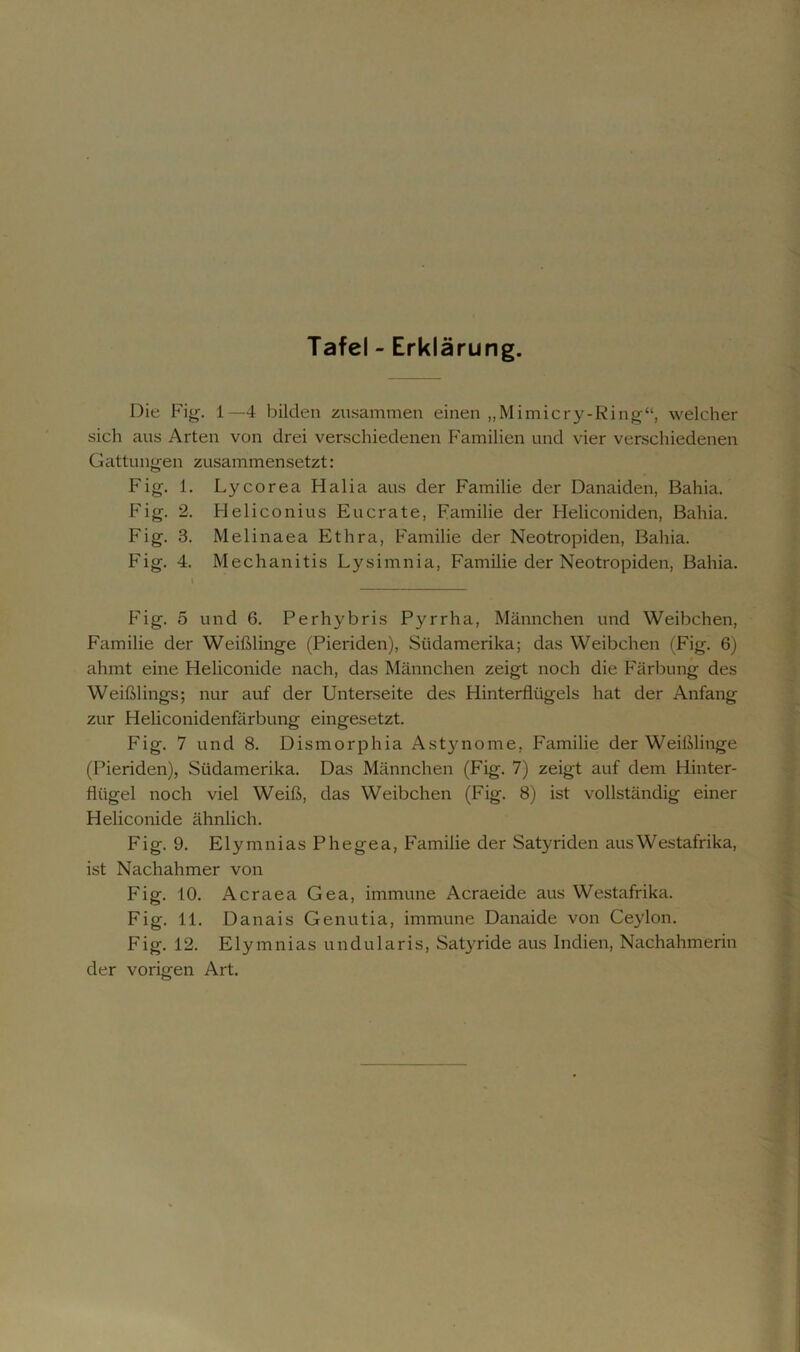 Tafel - Erklärung. Die Fig. 1—4 bilden zusammen einen „Mimicry-Ring“, welcher sich aus Arten von drei verschiedenen Familien und vier verschiedenen Gattungen zusammensetzt: Fig. 1. Lycorea Halia aus der Familie der Danaiden, Bahia. Fig. 2. Heliconius Eucrate, Familie der Heliconiden, Bahia. Fig. 3. Melinaea Ethra, Familie der Neotropiden, Bahia. Fig. 4. Mechanitis Lysimnia, Familie der Neotropiden, Bahia. Fig. 5 und 6. Perhybris Pyrrha, Männchen und Weibchen, Familie der Weißlinge (Pieriden), Südamerika; das Weibchen (Fig. 6) ahmt eine Heliconide nach, das Männchen zeigt noch die Färbung des Weißlings; nur auf der Unterseite des Flinterflügels hat der Anfang zur Heliconidenfärbung eingesetzt. Fig. 7 und 8. Dismorphia Astynome, Familie der Weißlinge (Pieriden), Südamerika. Das Männchen (Fig. 7) zeigt auf dem Hinter- flügel noch viel Weiß, das Weibchen (Fig. 8) ist vollständig einer Heliconide ähnlich. Fig. 9. ElymniasPhegea, Familie der Satyriden aus Westafrika, ist Nachahmer von Fig. 10. Acraea Gea, immune Acraeide aus Westafrika. Fig. 11. Danais Genutia, immune Danaide von Ceylon. Fig. 12. Elymnias undularis, Satyride aus Indien, Nachahmerin der vorigen Art.