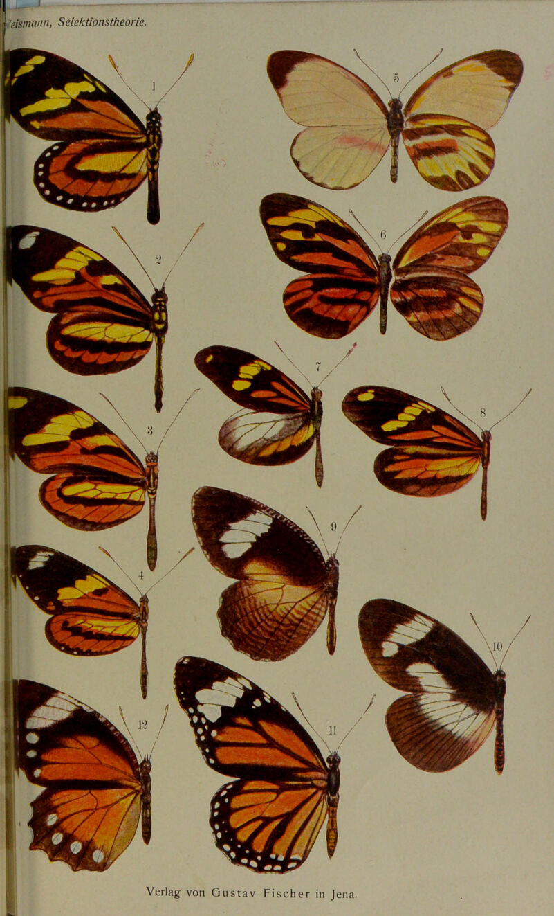 ’eismann, Selektionstheorie. Verlag von Gustav Fischer in Jena.