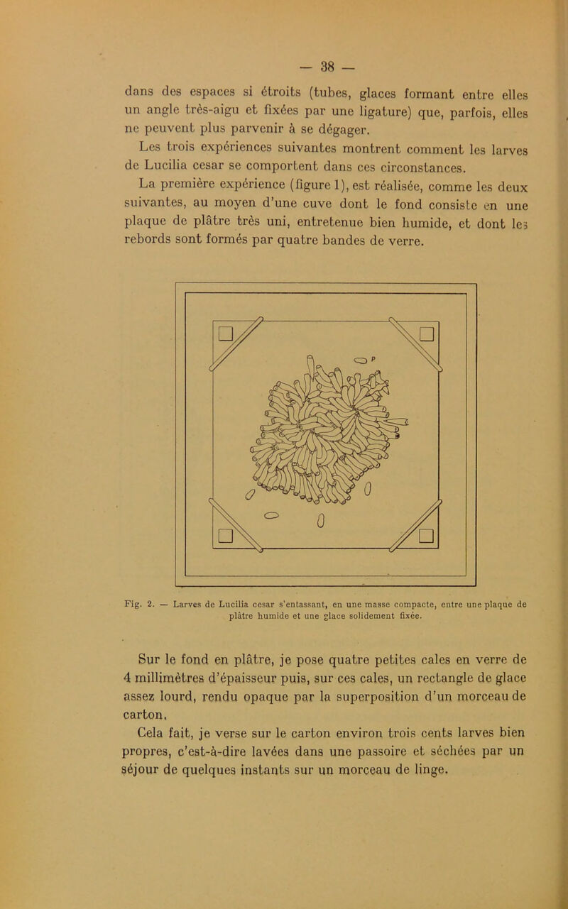 dans des espaces si étroits (tubes, glaces formant entre elles un angle très-aigu et fixées par une ligature) que, parfois, elles ne peuvent plus parvenir à se dégager. Les trois expériences suivantes montrent comment les larves de Lucilia césar se comportent dans ces circonstances. La première expérience (figure 1), est réalisée, comme les deux suivantes, au moyen d’une cuve dont le fond consiste en une plaque de plâtre très uni, entretenue bien humide, et dont les rebords sont formés par quatre bandes de verre. Fig. 2. — Larves de Lucilia césar s’entassant, en une masse compacte, entre une plaque de plâtre humide et une glace solidement fixée. Sur le fond en plâtre, je pose quatre petites cales en verre de 4 millimètres d’épaisseur puis, sur ces cales, un rectangle de glace assez lourd, rendu opaque par la superposition d’un morceau de carton, Cela fait, je verse sur le carton environ trois cents larves bien propres, c’est-à-dire lavées dans une passoire et séchées par un séjour de quelques instants sur un morceau de linge.