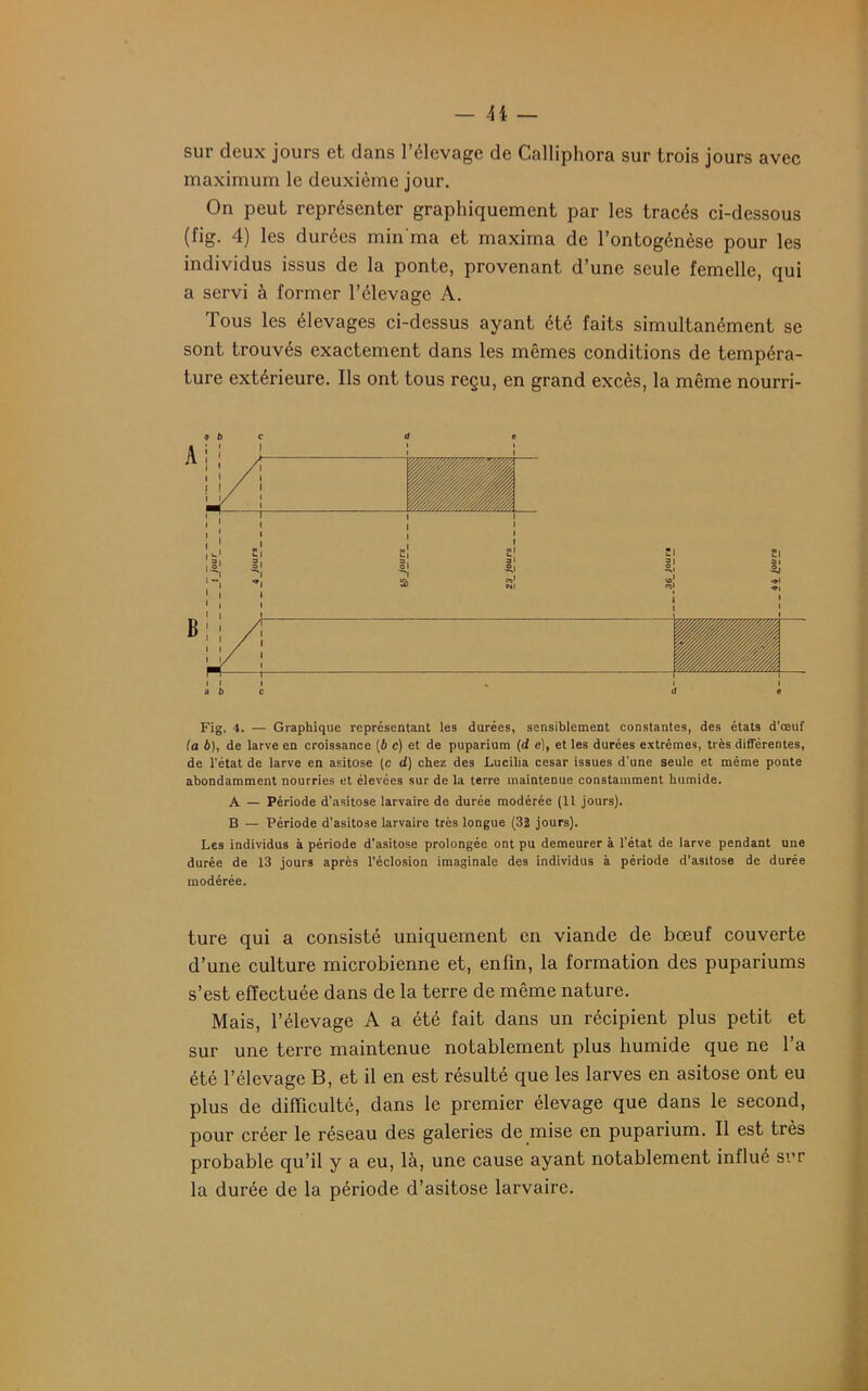 sur deux jours et dans l’élevage de Calliphora sur trois jours avec maximum le deuxième jour. On peut représenter graphiquement par les tracés ci-dessous (fig. 4) les durées min'ma et maxima de l’ontogénèse pour les individus issus de la ponte, provenant d’une seule femelle, qui a servi à former l’élevage A. Tous les élevages ci-dessus ayant été faits simultanément se sont trouvés exactement dans les mêmes conditions de tempéra- ture extérieure. Ils ont tous reçu, en grand excès, la même nourri- 9 b c d e Fig. 4. — Graphique représentant les durées, sensiblement constantes, des états d’oeuf (a b), de larve en croissance (b c) et de puparium (d e), et les durées extrêmes, très différentes, de l’état de larve en asitose (c d) chez des Lucilia césar issues d’une seule et même ponte abondamment nourries et élevées sur de la terre maintenue constamment humide. A — Période d’asitose larvaire de durée modérée (11 jours). B — Période d’asitose larvaire très longue (32 jours). Les individus à période d’asitose prolongée ont pu demeurer à l’état de larve pendant une durée de 13 jours après l’éclosion imaginale des individus à période d’asitose de durée modérée. ture qui a consisté uniquement en viande de bœuf couverte d’une culture microbienne et, enfin, la formation des pupariums s’est effectuée dans de la terre de même nature. Mais, l’élevage A a été fait dans un récipient plus petit et sur une terre maintenue notablement plus humide que ne l’a été l’élevage B, et il en est résulté que les larves en asitose ont eu plus de difficulté, dans le premier élevage que dans le second, pour créer le réseau des galeries de mise en puparium. Il est très probable qu’il y a eu, là, une cause ayant notablement influé sur la durée de la période d’asitose larvaire.