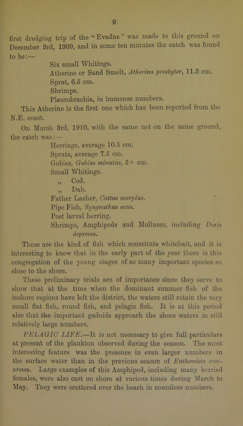 first dredging trip of the “ Evadne ” was made to this ground on December 3rd, 1909, and in some ten minutes the catch was found to be:— Six small Whitings. Atherine or Sand Smelt, Athenna presbyter, 11.3 cm. Sprat, 6.5 cm. Shrimps. Pleurobrachia, in immense numbers. This Atherine is the first one which has been reported from the N.E. coast. On March 3rd, 1910, with the same net on the same ground, the catch was :— Herrings, average 10.5 cm. Sprats, average 7.5 cm. Gobies, Gobius minutus, 5+ cm. Small Whitings. „ Cod. „ Dab. Father Lasher, Cottus scorpius. Pipe Fish, Syngnathus ants. Post larval herring. Shrimps, Amphipods and Molluscs, including Doris dqiressa. These are the kind of fish which constitute whitebait, and it is interesting to know that in the early part of the year there is this congregation of the young stages of so many important species so close to the shore. These preliminary trials are of importance since they serve to show that at the time when the dominant summer fish of the inshore regions have left the district, the waters still retain the very small flat fish, round fish, and pelagic fish. It is at this period also that the important gadoids approach the shore waters in still relatively large numbers. PELAGIC LIFE.—It is not necessary to give full particulars at present of the plankton observed during the season. The most interesting feature was the presence in even larger numbers in the surface water than in the previous season of Euthemisto cnm- pressa,. Large examples of this Amphipod, including many berried females, were also cast on shore at various times during March to May. They were scattered over the beach in countless numbers.