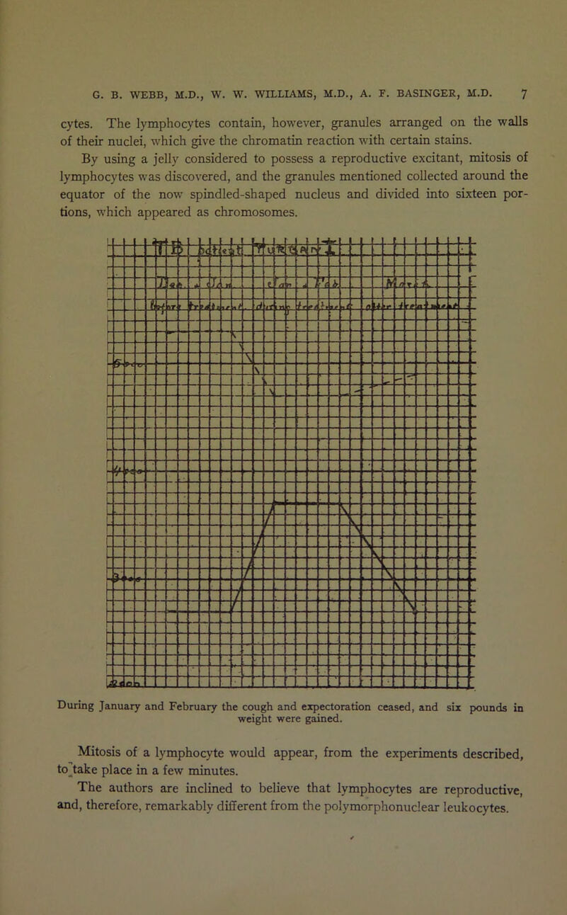 cytes. The lymphocytes contain, however, granules arranged on the walls of their nuclei, which give the chromatin reaction with certain stains. By using a jelly considered to possess a reproductive excitant, mitosis of lymphocytes was discovered, and the granules mentioned collected around the equator of the now spindled-shaped nucleus and divided into sixteen por- tions, which appeared as chromosomes. During January and February the cough and expectoration ceased, and six pounds in weight were gained. Mitosis of a lymphocyte would appear, from the experiments described, to__take place in a few minutes. The authors are inclined to believe that lymphocytes are reproductive, and, therefore, remarkably different from the polymorphonuclear leukocytes.