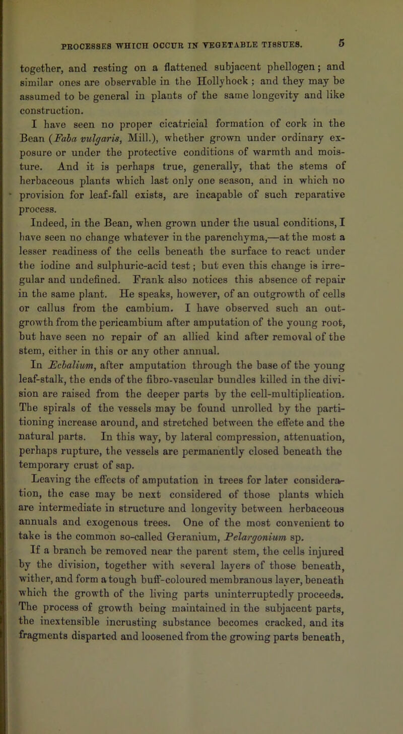 together, and resting on a flattened subjacent phellogen; and similar ones are observable in the Hollyhock ; and they may be assumed to be general in plants of the same longevity and like construction. I have seen no proper cicatricial formation of cork in the Bean (Fala vulgaris, Mill.), whether grown under ordinary ex- posure or under the protective conditions of warmth and mois- ture. And it is perhaps true, generally, that the stems of herbaceous plants which last only one season, and in which no provision for leaf-fall exists, are incapable of such reparative process. Indeed, in the Bean, when grown under the usual conditions, I have seen no change whatever in the parenchyma,—at the most a lesser readiness of the cells beneath the surface to react under the iodine and sulphuric-acid test; but even this change is irre- gular and undefined. Frank also notices this absence of repair in the same plant. He speaks, however, of an outgrowth of cells or callus from the cambium. I have observed such an out- growth from the pericambium after amputation of the young root, but have seen no repair of an allied kind after removal of the stem, either in this or any other annual. In Ecbalium, after amputation through the base of the young leaf-stalk, the ends of the fibro-vascular bundles killed in the divi- sion are raised from the deeper parts by the cell-multiplication. The spirals of the vessels may be found unrolled by the parti- tioning increase around, and stretched between the effete and the natural parts. In this way, by lateral compression, attenuation, perhaps rupture, the vessels are permanently closed beneath the temporary crust of sap. Leaving the eflects of amputation in trees for later considera- tion, the case may be next considered of those plants which are intermediate in structure and longevity between herbaceous annuals and exogenous trees. One of the most convenient to take is the common so-called Geranium, Pelargonium sp. If a branch be removed near the parent stem, the cells injured by the division, together with several layers of those beneath, wither, and form a tough buff-coloured membranous layer, beneath which the growth of the living parts uninterruptedly proceeds. The process of growth being maintained in the subjacent parts, the inextensible incrusting substance becomes cracked, and its fragments disparted and loosened from the growing parts beneath,