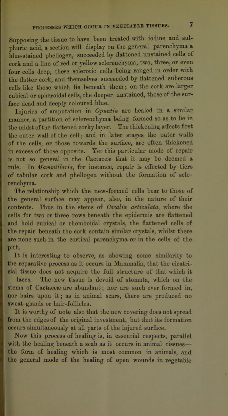 Supposing the tissue to have been treated with iodine and sul- phuric acid, a section will display on the general parenchyma a blue-stained phellogen, succeeded by flattened unstained cells of cork and a line of red or yellow sclerencbyma, two, three, or even four cells deep, these sclerotic cells being ranged in order with the flatter cork, and themselves succeeded by flattened suberous cells like those which lie beneath them; on the cork are larger cubical or spheroidal cells, the deeper unstained, those of the sur- face dead and deeply coloured blue. Injuries of amputation in Opuntia are healed in a similar manner, a partition of sclerenchyma being formed so as to lie in the midst of the flattened corky layer. The thickening affects first the outer wall of the cell; and in later stages the outer walls of the cells, or those towards the surface, are often thickened in excess of those opposite. Yet this particular mode of repair is not so general in the CactacesB that it may be deemed a rule. In Mammillaria, for instance, repair is effected by tiers of tabular cork and phellogen without the formation of scle- renchyma. The relationship which the new-formed cells bear to those of the general surface may appear, also, in the nature of their contents. Thus in the stems of Cacalia articulata, where the cells for two or three rows beneath the epidermis are flattened and hold cubical or rhomboidal crystals, the flattened cells of the repair beneath the cork contain similar crystals, whilst there are none such in the cortical parenchyma or in the cells of the pith. It is interesting to observe, as showing some similarity to the reparative process as it occurs in Mammalia, that the cicatri- cial tissue does not acquire the full structure of that which it laces. The new tissue is devoid of stomata, which on the stems of Cactaceae are abundant; nor are such ever formed in, nor hairs upon it; as in auimal scars, there are produced no sweat-glands or hair-follicles. It is worthy of note also that the new covering does not spread from the edges of the original investment, but that its formation occurs simultaneously at all parts of the injured surface. Now this process of healing is, in essential respects, parallel with the healing beneath a scab as it occurs in animal tissues— the form of healing which is most common in animals, and the general mode of the healing of open wounds in vegetable