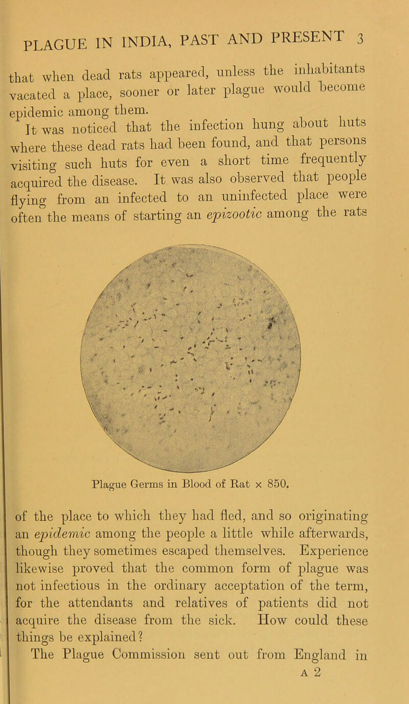 that when dead rats appeared, unless the inhabitants vacated a place, sooner or later plague would become epidemic among them. It was noticed that the infection hung about huts where these dead rats had been found, and that persons visiting such huts for even a short time frequently acquired the disease. It was also observed that people flying from an infected to an uninfected place were often the means of starting an epizootic among the rats Plague Germs in Blood of Rat x 850. of the place to which they had fled, and so originating an epidemic among the people a little while afterwards, though they sometimes escaped themselves. Experience likewise proved that the common form of plague was not infectious in the ordinary acceptation of the term, for the attendants and relatives of patients did not acquire the disease from the sick. How could these things be explained? The Plague Commission sent out from England in a 2