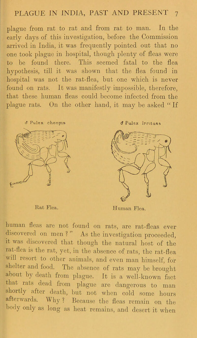 plague from rat to rat and from rat to man. In the early days of this investigation, before the Commission arrived in India, it was frequently pointed out that no one took plague in hospital, though plenty of fleas were to be found there. This seemed fatal to the flea hypothesis, till it was shown that the flea found in hospital was not the rat-flea, but one which is never found on rats. It was manifestly impossible, therefore, that these human fleas could become infected from the plague rats. On the other hand, it may be asked “ If <? Pulex cheopis tj Pulex rrri6ans human fleas are not found on rats, are rat-fleas ever discovered on men ? ” As the investigation proceeded, it was discovered that though the natural host of the rat-flea is the rat, yet, in the absence of rats, the rat-flea will resort to other animals, and even man himself, for shelter and food. The absence of rats may be brought about by death from plague. It is a well-known fact that rats dead from plague are dangerous to man shortly after death, but not when cold some hours afterwards. Why ? Because the fleas remain on the body only as long as heat remains, and desert it when