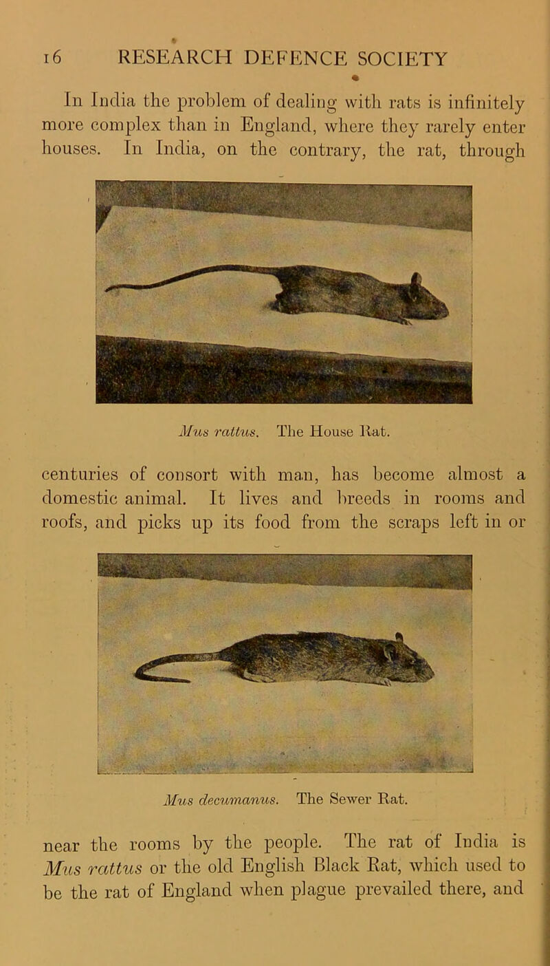 In India the problem of dealing witli rats is infinitely more complex than in England, where they rarely enter houses. In India, on the contrary, the rat, through Mus raltus. The House ltat. centuries of consort with man, has become almost a domestic animal. It lives and breeds in rooms and roofs, and picks up its food from the scraps left in or Mus decumanus. The Sewer Rat. near the rooms by the people. The rat of India is Mus rattus or the old English Black Rat, which used to be the rat of England when plague prevailed there, and