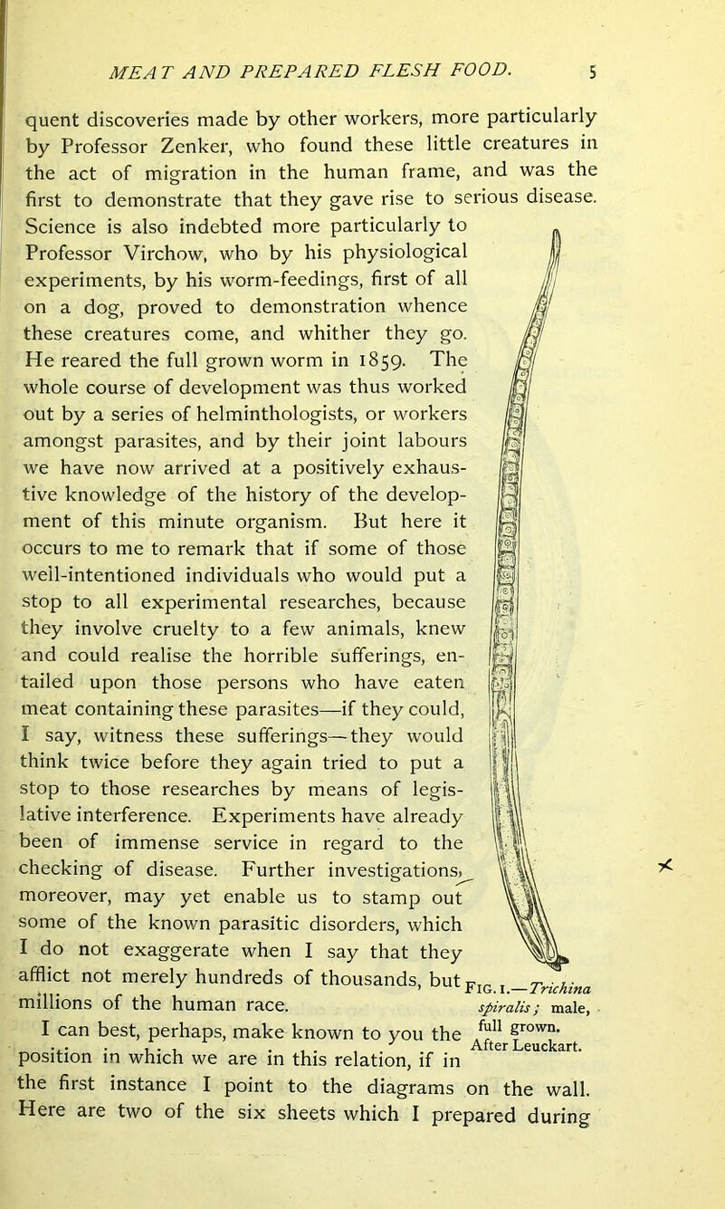 quent discoveries made by other workers, more particularly by Professor Zenker, who found these little creatures in the act of migration in the human frame, and was the first to demonstrate that they gave rise to serious disease. Science is also indebted more particularly to Professor Virchow, who by his physiological experiments, by his worm-feedings, first of all on a dog, proved to demonstration whence these creatures come, and whither they go. He reared the full grown worm in 1859. The whole course of development was thus worked out by a series of helminthologists, or workers amongst parasites, and by their joint labours we have now arrived at a positively exhau.s- tive knowledge of the history of the develop- ment of this minute organism. But here it occurs to me to remark that if some of those well-intentioned individuals who would put a stop to all experimental researches, because they involve cruelty to a few animals, knew and could realise the horrible sufferings, en- tailed upon those persons who have eaten meat containing these parasites—if they could, I say, witness these sufferings—they would think twice before they again tried to put a stop to those researches by means of legis- lative interference. Experiments have already been of immense service in regard to the checking of disease. Further investigations^ moreover, may yet enable us to stamp out some of the known parasitic disorders, which I do not exaggerate when I say that they afflict not merely hundreds of thousands, butp-j^, ^—Trichina millions of the human race. spiralis; male, I can best, perhaps, make known to you the grown. , ... , AfterLeuckart. position in which we are in this relation, if in the first instance I point to the diagrams on the wall. Here are two of the six sheets which I prepared during 1^1) m