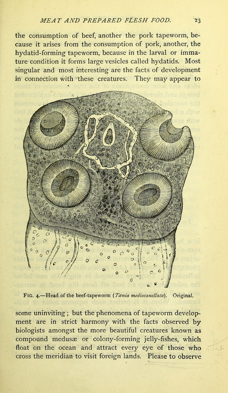 the consumption of beef, another the pork tapeworm, be- cause it arises from the consumption of pork, another, the hydatid-forming tapeworm, because in the larval or imma- ture condition it forms large vesicles called hydatids. Most singular and most interesting are the facts of development in connection with these creatures. They may appear to Fig. 4.—Head,of the beef-tapeworm (Tania mediocanellata). Original. some uninviting ; but the phenomena of tapeworm develop- ment are in strict harmony with the facts observed by biologists amongst the more beautiful creatures known as compound medusae or colony-forming jelly-fishes, which float on the ocean and attract every eye of those who cross the meridian to visit foreign lands. Please to observe