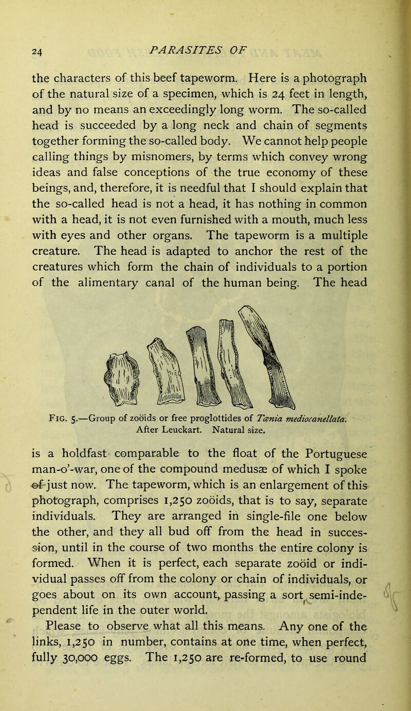 the characters of this beef tapeworm. Here is a photograph of the natural size of a specimen, which is 24 feet in length, and by no means an exceedingly long worm. The so-called head is succeeded by a long neck and chain of segments together forming the so-called body. We cannot help people calling things by misnomers, by terms which convey wrong ideas and false conceptions of the true economy of these beings, and, therefore, it is needful that I should explain that the so-called head is not a head, it has nothing in common with a head, it is not even furnished with a mouth, much less with eyes and other organs. The tapeworm is a multiple creature. The head is adapted to anchor the rest of the creatures which form the chain of individuals to a portion of the alimentary canal of the human being. The head Fig. 5.—Group of zooids or free proglottides of Tania mediocanellata. After Leuckart. Natural size. is a holdfast comparable to the float of the Portuguese man-o’-war, one of the compound medusae of which I spoke ^ just now. The tapeworm, which is an enlargement of this photograph, comprises 1,250 zooids, that is to say, separate individuals. They are arranged in single-file one below the other, and they all bud off from the head in succes- sion, until in the course of two months the entire colony is formed. When it is perfect, each separate zooid or indi- vidual passes off from the colony or chain of individuals, or goes about on its own account, passing a sort ^semi-inde- pendent life in the outer world. Please to observe what all this means. Any one of the links, 1,250 in number, contains at one time, when perfect, fully 30,000 eggs. The 1,250 are re-formed, to use round