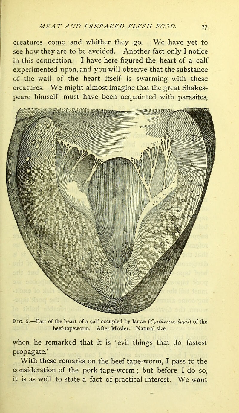 creatures come and whither they go. We have yet to see how they are to be avoided. Another fact only I notice in this connection. I have here figured the heart of a calf experimented upon, and you will observe that the substance of the wall of the heart itself is swarming with these creatures. We might almost imagine that the great Shakes- peare himself must have been acquainted with parasites, Fig. 6.—Part of the heart of a calf occupied by larvae (Cysticercus bovis) of the beef-tapeworm. After Mosler. Natural size. when he remarked that it is ‘evil things that do fastest propagate.’ With these remarks on the beef tape-worm, I pass to the consideration of the pork tape-worm ; but before I do so, it is as well to state a fact of practical interest. We want