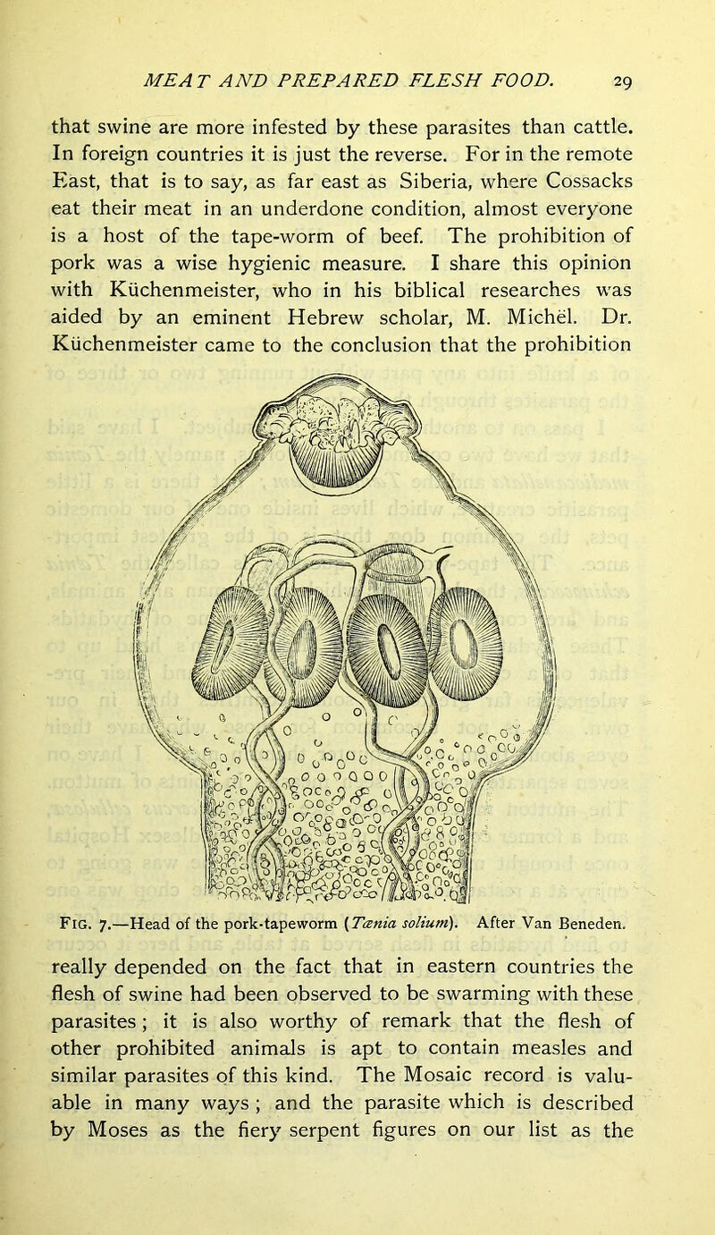 that swine are more infested by these parasites than cattle. In foreign countries it is just the reverse. For in the remote East, that is to say, as far east as Siberia, where Cossacks eat their meat in an underdone condition, almost everyone is a host of the tape-worm of beef. The prohibition of pork was a wise hygienic measure. I share this opinion with Kiichenmeister, who in his biblical researches was aided by an eminent Hebrew scholar, M. Michel. Dr. Kiichenmeister came to the conclusion that the prohibition Fig. 7.—Head of the pork-tapeworm (Tcenia solium). After Van Beneden. really depended on the fact that in eastern countries the flesh of swine had been observed to be swarming with these parasites ; it is also worthy of remark that the flesh of other prohibited animals is apt to contain measles and similar parasites of this kind. The Mosaic record is valu- able in many ways ; and the parasite which is described by Moses as the fiery serpent figures on our list as the