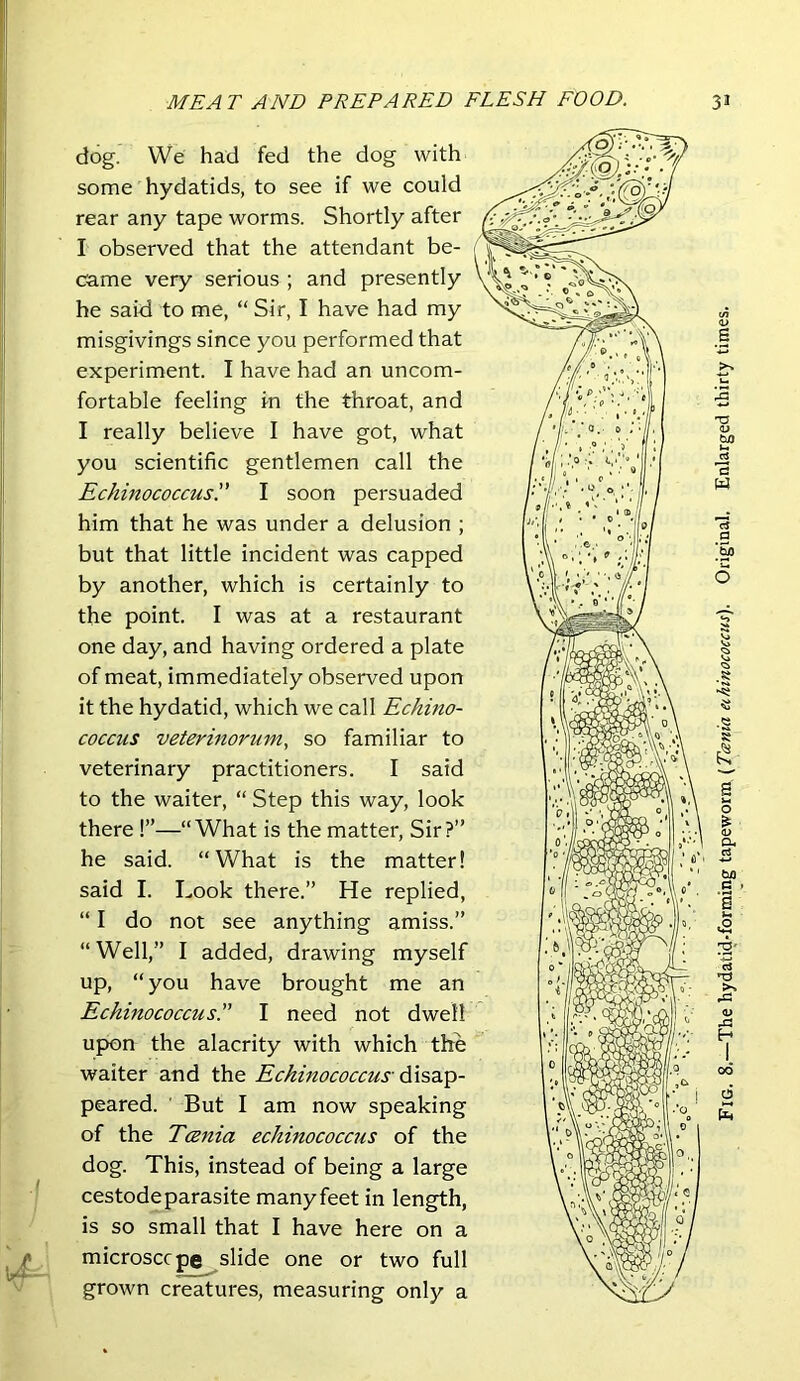 dog. We had fed the dog with some hydatids, to see if we could rear any tape worms. Shortly after I observed that the attendant be- came very serious ; and presently he said to me, “ Sir, I have had my misgivings since you performed that experiment. I have had an uncom- fortable feeling m the throat, and I really believe I have got, what you scientific gentlemen call the Echinococcus.” I soon persuaded him that he was under a delusion ; but that little incident was capped by another, which is certainly to the point. I was at a restaurant one day, and having ordered a plate of meat, immediately observed upon it the hydatid, which we call Echino- coccus veterinorum, so familiar to veterinary practitioners. I said to the waiter, “ Step this way, look there!”—“What is the matter. Sir?” he said. “What is the matter! said I. Look there.” He replied, “ I do not see anything amiss.” “ Well,” I added, drawing myself up, “you have brought me an Echinococcus!' I need not dwell upon the alacrity with which the waiter and the Echinococcus- 6!\^2C^- peared. But I am now speaking of the Tcenia echinococcus of the dog. This, instead of being a large cestode parasite many feet in length, is so small that I have here on a microsccpe^slide one or two full grown creatures, measuring only a Fig. 8.—The hydatid-forming tapeworm {Tania eihinococcus). Original. Enlarged thirty times.