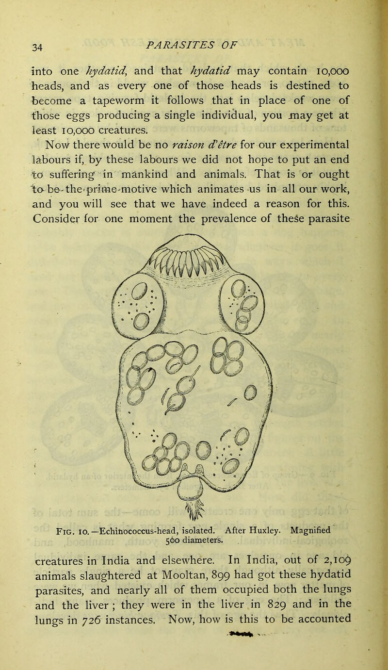 into one hydatid, and that hydatid may contain I0,000 heads, and as every one of those heads is destined to become a tapeworm it follows that in place of one of those eggs producing a single individual, you jnay get at least 10,000 creatures. Now there would be no raison d'etre for our experimental labours if, by these labours we did not hope to put an end to suffering in mankind and animals. That is or ought to-beThe’prime-motive which animates us in all our work, and you will see that we have indeed a reason for this. Consider for one moment the prevalence of these parasite Fig. lo.—Echinococcus-head, isolated. After Huxley. Magnified 560 diameters. creatures in India and elsewhere. In India, out of 2,10$ animals slaughtered at Mooltan, 899 had got these hydatid parasites, and nearly all of them occupied both the lungs and the liver ; they were in the liver in 829 and in the lungs in 726 instances. Now, how is this to be accounted