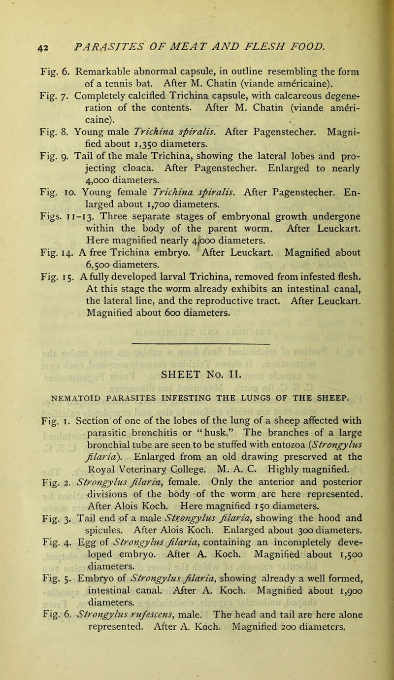 Fig. 6. Remarkable abnormal capsule, in outline resembling the form of a tennis bat. After M. Chatin (viande amdricaine). Fig. 7. Completely calcified Trichina capsule, with calcareous degene- ration of the contents. After M. Chatin (viande amdri- caine). Fig. 8. Young male Trichina spiralis. After Pagenstecher. Magni- fied about 1,350 diameters. Fig. 9. Tail of the male Trichina, showing the lateral lobes and pro- jecting cloaca. After Pagenstecher. Enlarged to nearly ^ 4,000 diameters. Fig. 10. Young female Trichina spiralis. After Pagenstecher. En- ’ larged about 1,700 diameters. •* Figs. 11-13. Three separate stages of embryonal growth undergone JJ within the body of the parent worm. After Leuckart. Here magnified nearly 4^000 diameters. ^ Fig. 14. A free Trichina embryo. ' After Leuckart. Magnified about 6,500 diameters. Fig. 15. A fully developed larval Trichina, removed from infested flesh. At this stage the worm already exhibits an intestinal canal, the lateral line, and the reproductive tract. After Leuckart. Magnified about 600 diameters. SHEET No. II. NEMATOID PARASITES INFESTING THE LUNGS OF THE SHEEP. Fig. I. Section of one of the lobes of the lung of a sheep affected with parasitic bronchitis or “husk.” The branches of a large bronchial tube are seen to be stuffed with entozoa {Strongylus filariai). Enlarged from an old drawing preserved at the Royal Veterinary Cpllege. M. A. C. Highly magnified. Fig. 2. Strongylus filaria, female. Only the anterior and posterior divisions of the body of the worm, are here represented. After Alois Koch. Here magnified 150 diameters. Fig. 3. Tail end of a male Strongylus filaria, showing the hood and spicules. After Alois Koch. Enlarged about 300 diameters. Fig. 4. Egg of Strongylus filaria, containing an incompletely deve- loped embryo. After A. Koch. Magnified about 1,500 diameters. Fig. 5. Embryo of Strongylus filaria, showing already a well formed, intestinal canal. After A. Koch. Magnified about 1,900 diameters. Fig. 6. Strongylus rufescens, male. The head and tail are here alone represented. After A. Koch. Magnified 200 diameters.