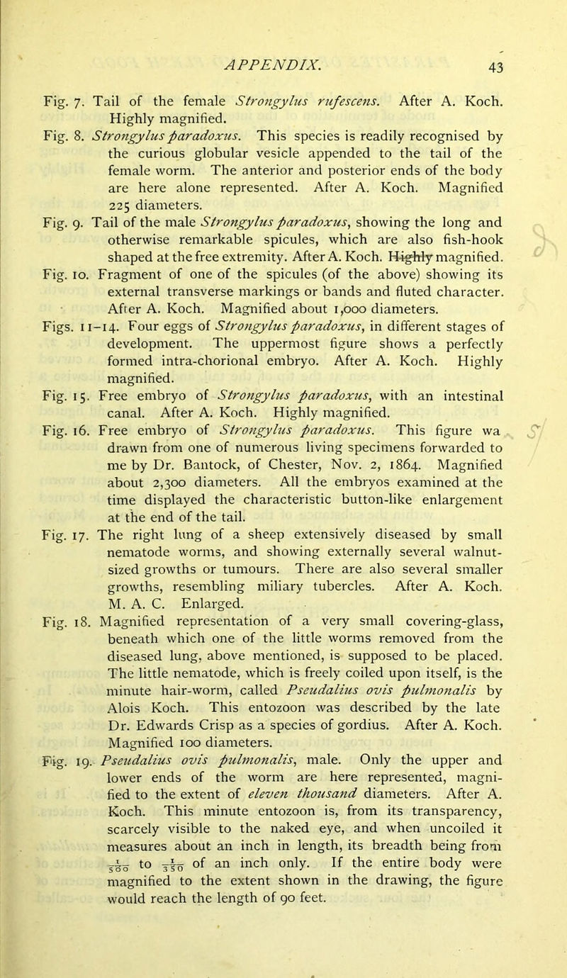 Fig. 7. Tail of the female Strongylus rufescens. After A. Koch. Highly magnified. Fig. 8. Strongylus paradoxus. This species is readily recognised by the curious globular vesicle appended to the tail of the female worm. The anterior and posterior ends of the body are here alone represented. After A. Koch. Magnified 225 diameters. Fig. 9. Tail of the male Strongylus paradoxus, showing the long and otherwise remarkable spicules, which are also fish-hook shaped at the free extremity. After A. Koch. Haghly magnified. Fig. 10. Fragment of one of the spicules (of the above) showing its external transverse markings or bands and fluted character. After A. Koch. Magnified about 1,000 diameters. Figs. 11-14. Four eggs of Strongylus paradoxus, in different stages of development. The uppermost figure shows a perfectly formed intra-chorional embryo. After A. Koch. Highly magnified. Fig. 15. Free embryo of Strongylus paradoxus, with an intestinal canal. After A. Koch. Highly magnified. Fig. 16. Free embryo of Strongylus paradoxus. This figure wa drawn from one of numerous living specimens forwarded to me by Dr. Bantock, of Chester, Nov. 2, 1864. Magnified about 2,300 diameters. All the embryos examined at the time displayed the characteristic button-like enlargement at the end of the tail. Fig. 17. The right lung of a sheep extensively diseased by small nematode worms, and showing externally several walnut- sized growths or tumours. There are also several smaller growths, resembling miliary tubercles. After A. Koch. M. A. C. Enlarged. Fig. 18. Magnified representation of a very small covering-glass, beneath which one of the little worms removed from the diseased lung, above mentioned, is supposed to be placed. The little nematode, which is freely coiled upon itself, is the minute hair-worm, called Pseudalius ovis pulmonalis by Alois Koch. This entozoon was described by the late Dr. Edwards Crisp as a species of gordius. After A. Koch. Magnified 100 diameters. F'ig. 19. Pseudalius ovis pulmonalis, male. Only the upper and lower ends of the worm are here represented, magni- fied to the extent of eleven thousand diameters. After A. Koch. This minute entozoon is, from its transparency, scarcely visible to the naked eye, and when uncoiled it measures about an inch in length, its breadth being from to 3^ of an inch only. If the entire body were magnified to the extent shown in the drawing, the figure would reach the length of 90 feet.