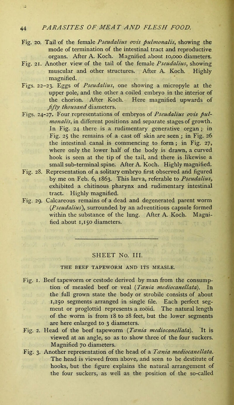 Fig. 20. Tail of the female Pseudalius ovis pulmonalis., showing the mode of termination of the intestinal tract and reproductive organs. After A. Koch. Magnified about 10,000 diameters. Fig. 21. Another view of the tail of the female Pseudalius., showing muscular and other structures. After A. Koch. Highly magnified. Figs. 22-23. Eggs of Pseudalius, one showing a micropyle at the upper pole, and the other a coiled embryo in the interior of the chorion. After Koch. Here magnified upwards of fifty thousand diameters. Figs. 24-27, Four representations of embryos of Pseudalius ovis pul- monalis, in different positions and separate stages of growth. In Fig. 24 there is a rudimentary generative organ ;■ in Fig. 25 the remains of a cast off skin are seen ; in Fig. 26 the intestinal canal is commencing to form ; in Fig. 27, where only the lower half of the body is drawn, a curved hook is seen at the tip of the tail, and there is likewise a small sub-terminal spine. After A. Koch. Highly magnified. Fig. 28. Representation of a solitary embryo first observed and figured by me on Feb. 6, 1863. This larva, referable to Pseudalius, exhibited a chitinous pharynx and rudimentary intestinal tract. Highly magnified. Fig. 29. Calcareous remains of a dead and degenerated parent worm [^Pseudalius'), surrounded by an adventitious capsule formed within the substance of the lung. After A. Koch. Magni- fied about 1,150 diameters. SHEET No. III. THE BEEF TAPEWORM AND ITS MEASLE. Fig. I. Beef tapeworm or cestode derived by man from the consump- tion of measled beef or veal [Tania mediocanellata). In the full grown state the body or strobile consists of about 1,250 segments arranged in single file. Each perfect seg- ment or proglottid represents a zodid. The natural length of the worm is from 18 to 28 feet, but the lower segments are here enlarged to 3 diameters. Fig. 2. Head of the beef tapeworm [Tania mediocanellata). It is viewed at an angle, so as to show three of the four suckers. Magnified 70 diameters. Fig. 3. Another representation of the head of a Tania mediocanellata. The head is viewed from above, and seen to be destitute of hooks, but the figure explains the natural arrangement of the four suckers, as well as the position of the so-called