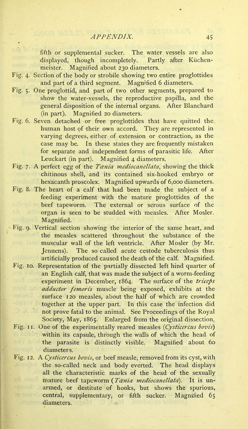 fifth or supplemental sucker. The water vessels are also displayed, though incompletely. Partly after Kiichen- meister. Magnified about 230 diameters. Fig. 4. Section of the body or strobile showing two entire proglottides and part of a third segment. Magnified 6 diameters. Fig. 5. One proglottid, and part of two other segments, prepared to show the water-vessels, the reproductive papilla, and the general disposition of the internal organs. After Blanchard (in part). Magnified 20 diameters. Fig. 6. Seven detached or free proglottides that have quitted the human host of their own accord. They are represented in varying degrees, either of extension or contraction, as the case may be. In these states they are frequently mistaken for separate and independent forms of parasitic life. After Leuckart (in part). Magnified 4 diameters. Fig. 7. A perfect egg of the Tania mediocanellata, showing the thick chitinous shell, and its contained six-hooked embryo or hexacanth proscolex. Magnified upwards of 6,000 diameters. Fig. 8. The heart of a calf that had been made the subject of a feeding experiment with the mature proglottides of the beef tapeworm. The external or serous surface of the organ is seen to be studded with measles. After Mosler. Magnified. Fig. 9. Vertical section showing the interior of the same heart, and the measles scattered throughout the substance of the muscular wall of the left ventricle. After Mosler (by Mr. Jennens). The so called acute cestode tuberculosis thus artificially produced caused the death of the calf Magnified. Fig. 10. Representation of the partially dissected left hind quarter of an English calf, that was made the subject of a worm-feeding experiment in December, 1864. The surface of the triceps adductor femoris muscle being exposed, exhibits at the surface 120 measles, about the half of which are crowded together at the upper part. In this case the infection did not prove fatal to the animal. See Proceedings of the Royal Society, May, 1865. Enlarged from the original dissection. Fig. II. One of the experimentally reared measles {Cysticercus bovis) within its capsule, through the walls of which the head of the parasite is distinctly visible. Magnified about 60 diameters. Fig. 12. A Cysticercus bovis, or beef measle, removed from its cyst, with the so-called neck and body everted. The head displays all the characteristic marks of the head of the sexually mature beef tapeworm medioca7iellatd). It is un- armed, or destitute of hooks, but shows the spurious, central, supplementary, or fifth sucker. Magnified 65 diameters.