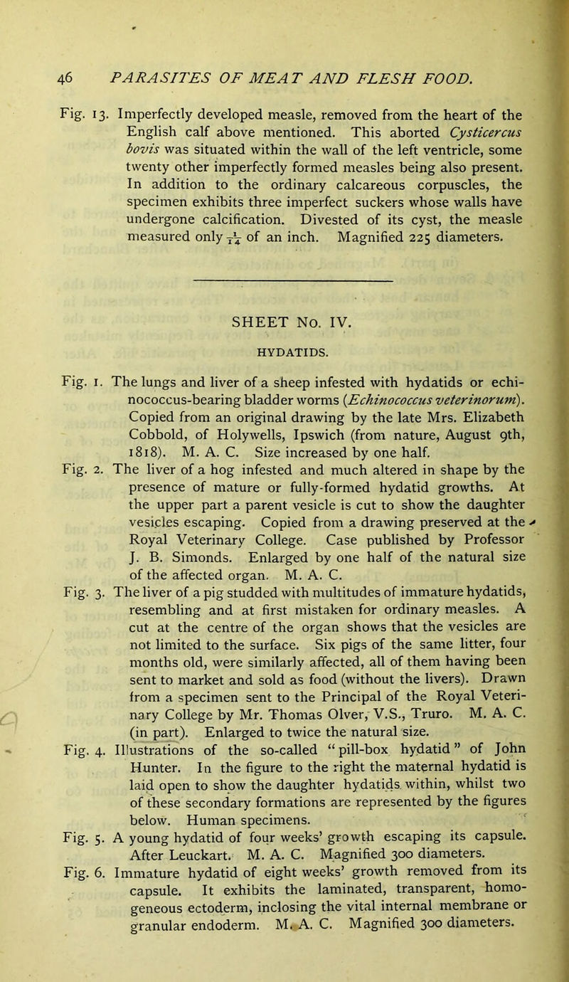Fig, 13. Imperfectly developed measle, removed from the heart of the English calf above mentioned. This aborted Cysticercus bovis was situated within the wall of the left ventricle, some twenty other imperfectly formed measles being also present. In addition to the ordinary calcareous corpuscles, the specimen exhibits three imperfect suckers whose walls have undergone calcification. Divested of its cyst, the measle measured only of an inch. Magnified 225 diameters. SHEET No. IV. HYDATIDS. Fig. I. The lungs and liver of a sheep infested with hydatids or echi- nococcus-bearing bladder worms {Echinococcus veterinoruni). Copied from an original drawing by the late Mrs. Elizabeth Cobbold, of Holywells, Ipswich (from nature, August 9th, 1818). M. A. C. Size increased by one half. Fig. 2. The liver of a hog infested and much altered in shape by the presence of mature or fully-formed hydatid growths. At the upper part a parent vesicle is cut to show the daughter vesicles escaping. Copied from a drawing preserved at the > Royal Veterinary College. Case published by Professor J. B. Simonds. Enlarged by one half of the natural size of the affected organ. M. A. C. Fig. 3. The liver of a pig studded with multitudes of immature hydatids, resembling and at first mistaken for ordinary measles. A cut at the centre of the organ shows that the vesicles are not limited to the surface. Six pigs of the same litter, four months old, were similarly affected, all of them having been sent to market and sold as food (without the livers). Drawn from a specimen sent to the Principal of the Royal Veteri- nary College by Mr. Thomas Olver, V.S., Truro. M. A. C. (in part). Enlarged to twice the natural size. Fig. 4. Illustrations of the so-called “pill-box hydatid” of John Hunter. In the figure to the right the maternal hydatid is laid open to show the daughter hydatids, within, whilst two of these secondary formations are represented by the figures below. Human specimens. Fig. 5. A young hydatid of four weeks’ growth escaping its capsule. After Leuckart. M. A. C. Magnified 300 diameters. Fig. 6. Immature hydatid of eight weeks’ growth removed from its capsule. It exhibits the laminated, transparent, homo- geneous ectoderm, inclosing the vital internal membrane or granular endoderm. M. A. C. Magnified 300 diameters.
