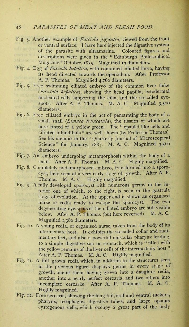 Fig. 3. Another example of Fasciola gigantea, viewed from the front or ventral surface. I have here injected the digestive system of the parasite with ultramarine. Coloured figures and descriptions were given in the “ Edinburgh Philosophical Magazine,” October, 1855. Magnified 13 diameters. Fig. 4. Egg of Fasciola hepatica, with contained ciliated larva, having its head directed towards the operculum. After Professor A. P. Thomas. Magnified 4,760 diameters. Fig. 5. Free swimming ciliated embryo of the common liver fluke {Fasciola hepaticd), showing the head papilla, ectodermal nucleated cells supporting the cilia, and the so-called eye- spots. After A. P. Thomas. M. A. C. Magnified 3,500 diameters. Fig. 6. Free ciliated embryo in the act of penetrating the body of a small snail {Limnea truncaiula), the tissues of which are here tinted of a yellow green. The “ epaulet like cells and ciliated infundibula” are well shown (by Professor Thomas). See his memoir in the “ Quarterly Journal of Microscopical Science” for January, i88j. M. A. C. Magnified 3,5°o diameters. Fig. 7. An embryo undergoing metamorphosis within the body of a snail. After A. P. Thomas. M. A. C. Highly magnified. Fig. 8. Completely metamorphosed embryo, transformed into a sporo- cyst, here seen at a very early stage of growth. After A. P.. Thomas. M. A. C. Highly magnified. Fig. 9. A fully developed sporocyst with numerous germs in the in- terior one of which, to the right, is seen in the gastrula stage of evolution. At the upper end is shown an organised nurse or redia ready to escape the sporocyst. The two degenerating eye-s^ts of the ciliated embryo are still visible below. After A. R^homas (but here reversed). M. A. C. Magnified 1,380 diameters. Fig. 10. A young redia, or organised nurse, taken from the body of its intermediate host. It exhibits the so-called collar and rudi- mentary feet, and also a powerful muscular pharynx leading to a simple digestive sac or stomach, which is “ fille 1 with the yellow remains of the liver cells of the intermediary host.” After A. P. Thomas. M. A. C. Highly magnified. Fig. II. A full grown redia which, in addition to the structures seen in the previous figure, displays germs in every stage of growth, one of them having grown into a daughter redia, another into a nearly perfect cercaria, and two others into incomplete cercarise. After A. P. Thomas. M. A. C. Highly magnified. Fig. 12. Free cercaria, showing the long tail, oral and ventral suckers, pharynx, aesophagus, digestive tubes, and large opaque cystogenous cells, which occupy a great part of the body