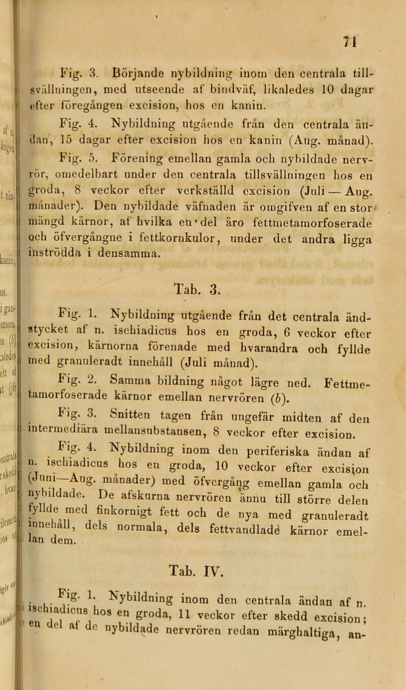 l jfj. älgen it när- kaé, Fig. 3. Börjande nybildning inom den centrala till- svällningen, med utseende af bindväf, likaledes 10 dagar efter föregången exeision, hos en kanin. Fig. 4. Nybildning utgående från den centrala än- dan, 15 dagar efter exeision hos en kanin (Ang. månad). Fig. 5. Förening emellan gamla och nybildade nerv- rör, omedelbart under den centrala tillsvällningen hos en groda, 8 veckor efter verkställd exeision (Juli — Aug. månader). Den nybildade vafnaden är omgifven af en stor^ mängd kärnor, at hvilka en*del aro fettmetamorfoserade Q,ch öfvergångne i fettkornkulor, under det andra ligga inströdda i densamma. os. Tab. 3. ip eison. le (i) laleiies elt a( it (jf' entrali rskefl^ ^bvat- ioS Fig. 1. Nybildning utgående från det centrala änd- stycket af n. ischiadieus hos en groda, 6 veckor efter exeision, kärnorna förenade med hvarandra och fyllde med granuleradt innehåll (Juli månad). Fig. 2. Samma bildning något lägre ned. Fettme- tamorfoserade kärnor emellan nervrören (6). tig. 3. Snitten tagen från ungefär midten af den intermediära mellansubstansen, 8 veckor efter exeision. Fig. 4. Nybildning inom den periferiska ändan af a ischiadieus hos en groda, 10 veckor efter exeision (Juni—Aug. månader) med öfvergång emellan gamla och nybildade. De afskurna nervrören ännu till större delen fyllde med finkornigt fett och de nya med granuleradt innehall, dels normala, dels fettvandladé kärnor emel- lan dem. Tab. IV. cbi*'*''' . , . Nybildning inom den centrala ändan af n T\ groda, 11 veckor efter skedd exeision e at de nybildade nervrören redan märghaltiga, an-