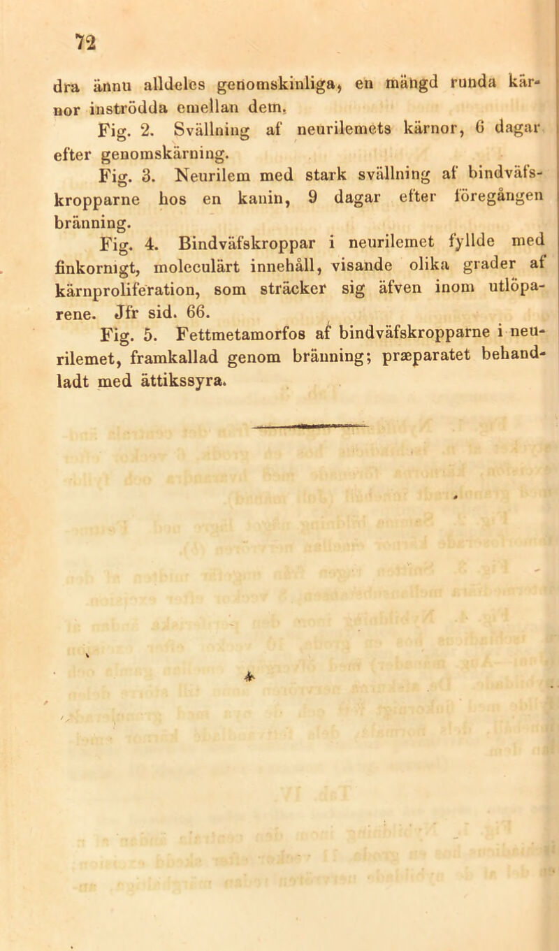 n dra ännu alldeles genomskinliga, en mängd runda kär- nor inströdda emellan dem, Fig. 2. Svallning af neurilemets kärnor, 6 dagar efter genomskärning. Fig. 3. Neurilem med stark svällning af bindväfs- kropparne hos en kanin, 9 dagar efter föregången bränning. Fig. 4. Bindväfskroppar i neurilemet fyllde med finkornigt, moleculärt innehåll, visande olika grader af kärnproliferation, som sträcker sig äfven inom utlÖpa- rene. Jfr sid. 66. Fig. 5. Fettmetamorfos af bindväfskropparne i neu- rilemet, framkallad genom bränning; praeparatet behand- ladt med ättikssyra.