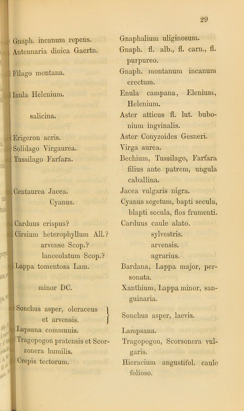 Gnaph. incanum repens. Antennaria clioica Gaertn. Filago montana. Inula Helenium. salicina. Erigeron acris. Solidago Virganrea. Tussilago Farfara. Centaiirea Jacea. ' Cyanus. Carduus crispiis? Cii’sium heterophyllum All.? arvense Scop.? lanceolatum Scop.? Lappa tomentosa Lam. minor DC. Sonclius asper, oleraceus 1 et arvensis. j Lapsana communis. Tragopogon pratensis et Scor- zonera Lumilis. Crepis tectorum. Gnaplialium uliginosum. Gnaph. fl. alb., fl. cam., fl. purpureo. Gnaph. montanum incanum erectum. Enula campana, Elenium, Helenium. Aster atticus fl. lut. buho- nium ingvinalis. Aster Conyzoides Gesneri. Virga aurea. Bechium, Tussilago, Farfara fllius ante patrem, ungula cahalHna. Jacea vulgaris nigra. Cyanus segetum, bapti secula, hlapti secula, flos frumenti. Carduus caule alato. sylvestris. arvensis. agrarius. Bardana, Lappa major, per- sonata. Xanthium, Lappa minor, san- guinaria. Sonchus asper, laevis. Lampsana. Tragopogon, Scorsonera vul- garis. Hieracium angustifol. caule folioso.