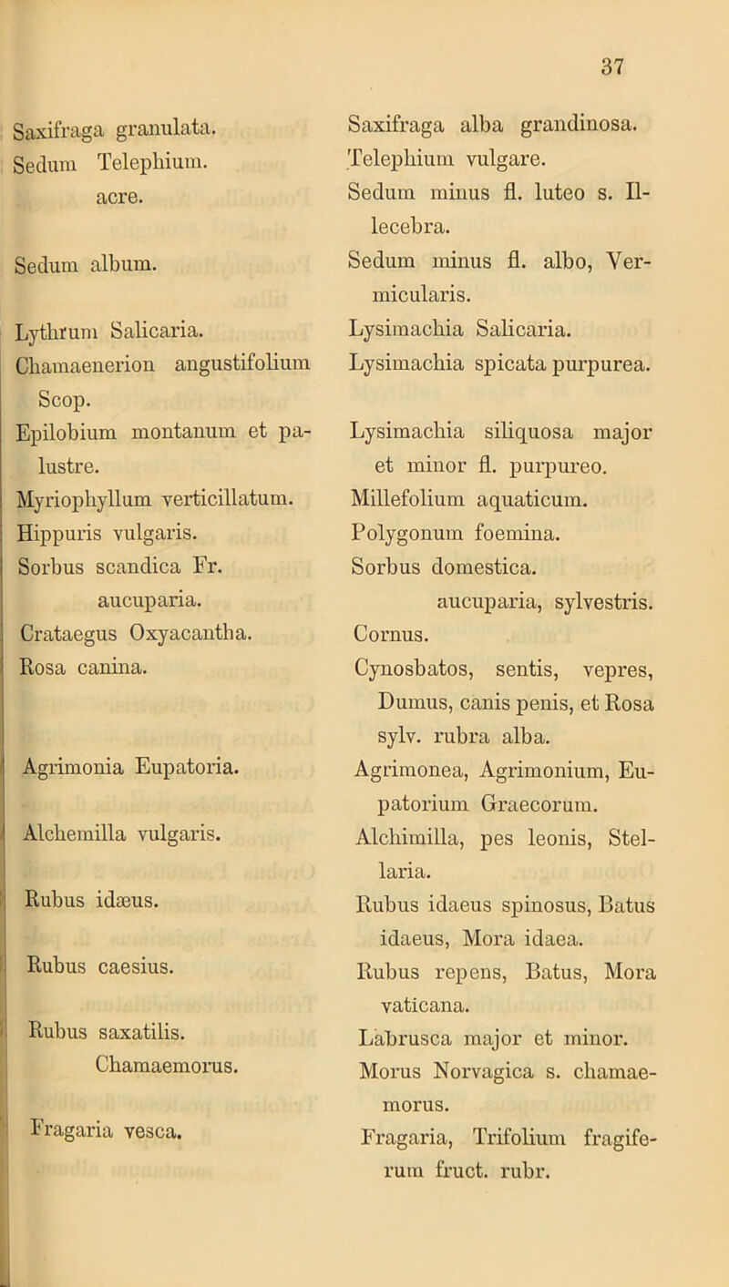 Saxifraga gramilata. Secluni Telephium. acre. Sedum album. Lythfum Salicaria. Chamaeuerioii angustifolium Scop. Epilobium montaniim et pa- lustre. Myriophyllum verticillatum. Hippuris vulgaris. Sorbus scandica Fr. aucuparia. Crataegus Oxyacantba. Rosa canina. Agrimonia Eupatoria. Alcbemilla vulgaris. Ij Rubus idaeus. I 1: Rubus caesius. i Rubus saxatilis. Chamaemonis. Eragaria vesca. Saxifraga alba grandinosa. Telephium vulgäre. Sedum minus fl. luteo s. II- lecebra. Sedum minus fl. albo, Ver- micularis. Lysimacbia Salicaria. Lysimacbia spicata purpurea. Lysimacbia siliquosa major et minor fl. purpureo. Millefolium aquaticum. Polygonum foemina. Sorbus domestica. aucuparia, sylvestris. Cornus. Cynosbatos, sentis, vepres, Dumus, canis penis, et Rosa sylv. rubra alba. Agrimonea, Agrimonium, Eu- patorium Graecorum. Alcbimilla, pes leonis, Stel- laria. Rubus idaeus spinosus, Batus idaeus, Mora idaea. Rubus repens, Batus, Mora vaticana. Labrusca major et minor. Morus Norvagica s. chamae- morus. Fragaria, Trifoliuin fragife- ruin fruct. rubr.