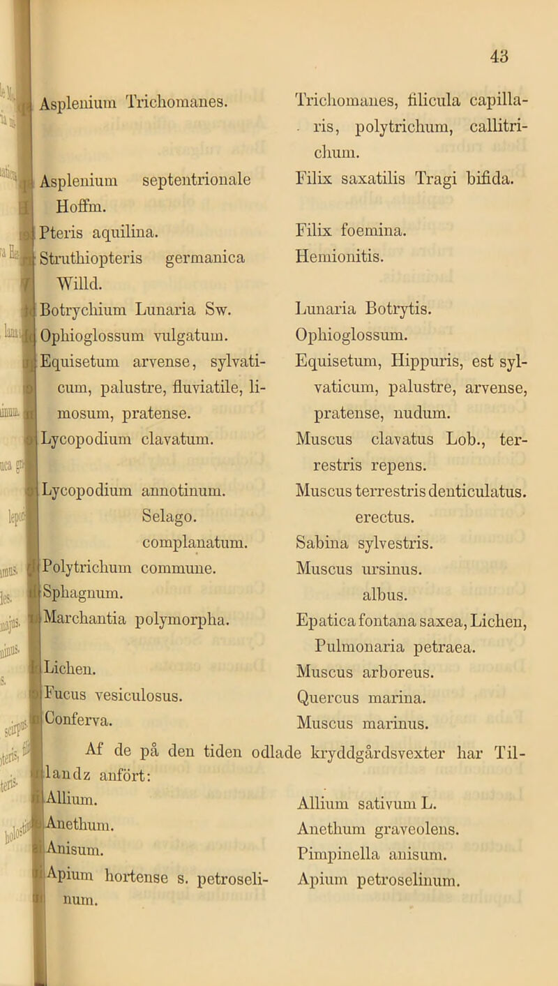 Aspleuiuin Tricliomanes. Aspleuium septeiitrionale Hoffm. Pteris aquilina. Strutbiopteris germanica Willd. Botrycbium Limaria Sw. Opbioglossum viilgatum. Equisetum arvense, sylvati- ciim, palustre, fluviatile, li- mosum, pratense. Lycopodium clavatnm. Lycopodium annotimim. Selago. complanatiim. Polytricbuin commime. Spbaguum. Marchantia polymorplia. Licben. Fucus vesiculosus. Conferva. ^ Af de pä den tiden landz anfört; Tricliomanes, tilicula capilla- . ris, polytrichum, callitri- cliiini. Filix saxatilis Tragi bifida. Filix foemina. Hemionitis. Lunaria Botrytis. Opbioglossum. Equisetum, Hippuris, est syl- vaticum, palustre, arvense, pratense, nudum. Muscus clavatus Lob., ter- restris repens. Muscus terrestris denticulatus. erectus. Sabina sylvestris. Muscus imsinus. albus. Epatica fontana saxea, Licben, Pulmonaria petraea. Muscus arboreus. Quercus marina. Muscus marinus. odlade kryddgårdsvexter bar Til- lUum. netbum. Anisum. Apium bortense s. petroseli- num. Allium sativum L. Anetbum graveolens. Pimpinella anisum. Apium petroselinum.