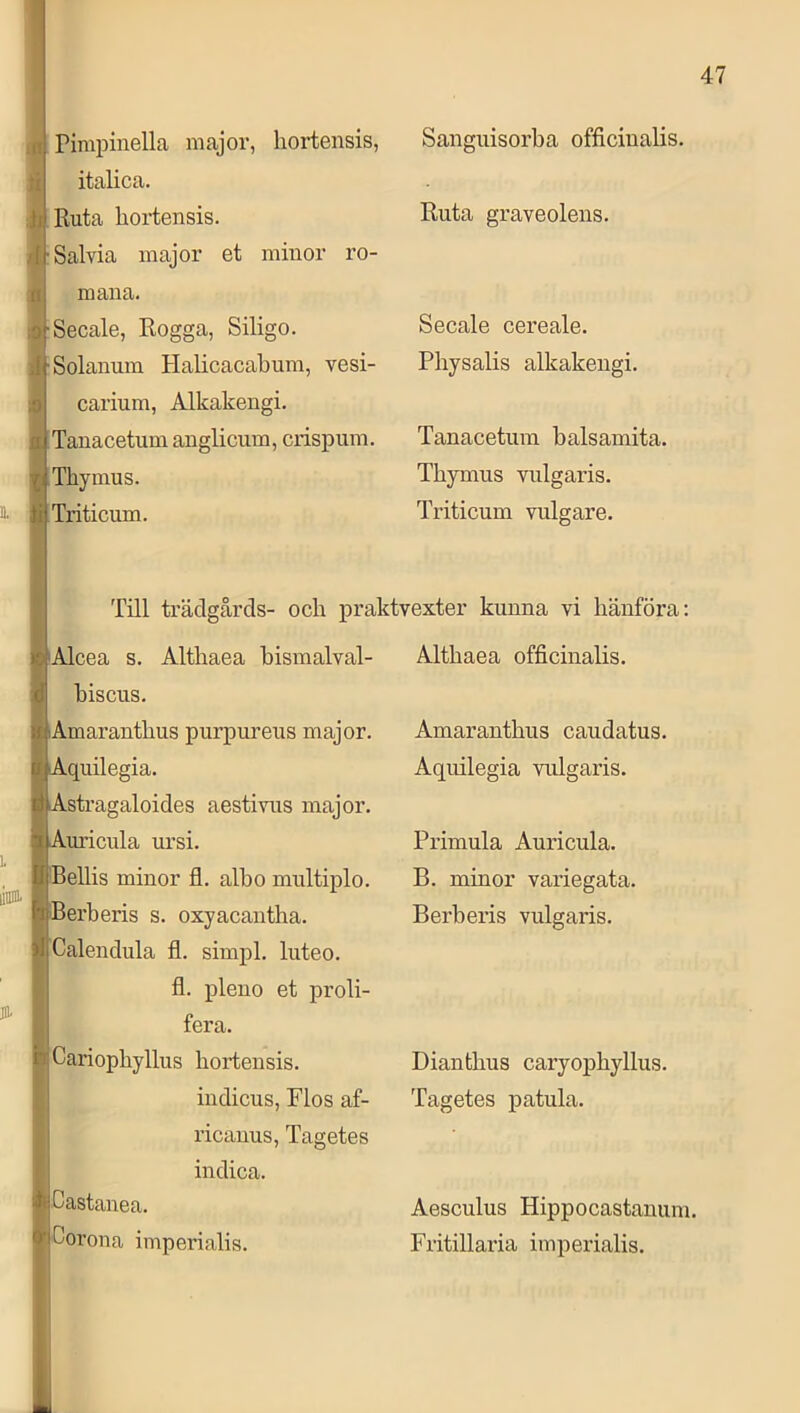 1 47 in A il Pimpinella major, hortensis, italica. Ruta hortensis. fU Sal via major et minor ro- Sangiiisorba officinalis. Ruta graveolens. jr mana. ;9'Secale, Rogga, Siligo. ]I 'Solanum Halicacabum, vesi- lö carium, Alkakengi. ij^ Tanacetum anglicum, crispum. Thyinus. Triticum. Secale cereale. Physalis alkakengi. Tanacetum balsamita. Thymus vulgaris. Triticum vulgäre. Till trädgårds- och praktvexter kunna vi hänföra: jn- Alcea s. Althaea bismalval- biscus. Amaranthus purpureus major. Aquilegia. Astragaloides aestivus major. Amåcula ursi. Bellis minor fl. albo multiplo. Berberis s. oxyacantha. Calendula fl. simpl. luteo. fl. pleno et proli- fera. Cariophyllus hortensis. indicus, Flos af- ricauus, Tagetes indica. Althaea officinalis. Amaranthus caudatus. Aquilegia vulgaris. Primula Auricula. B. minor variegata. Berberis vulgaris. Dianthus caryophyllus. Tagetes patula. Castanea. Corona imperialis. Aesculus Hippocastanum. Fritillaria imperialis.