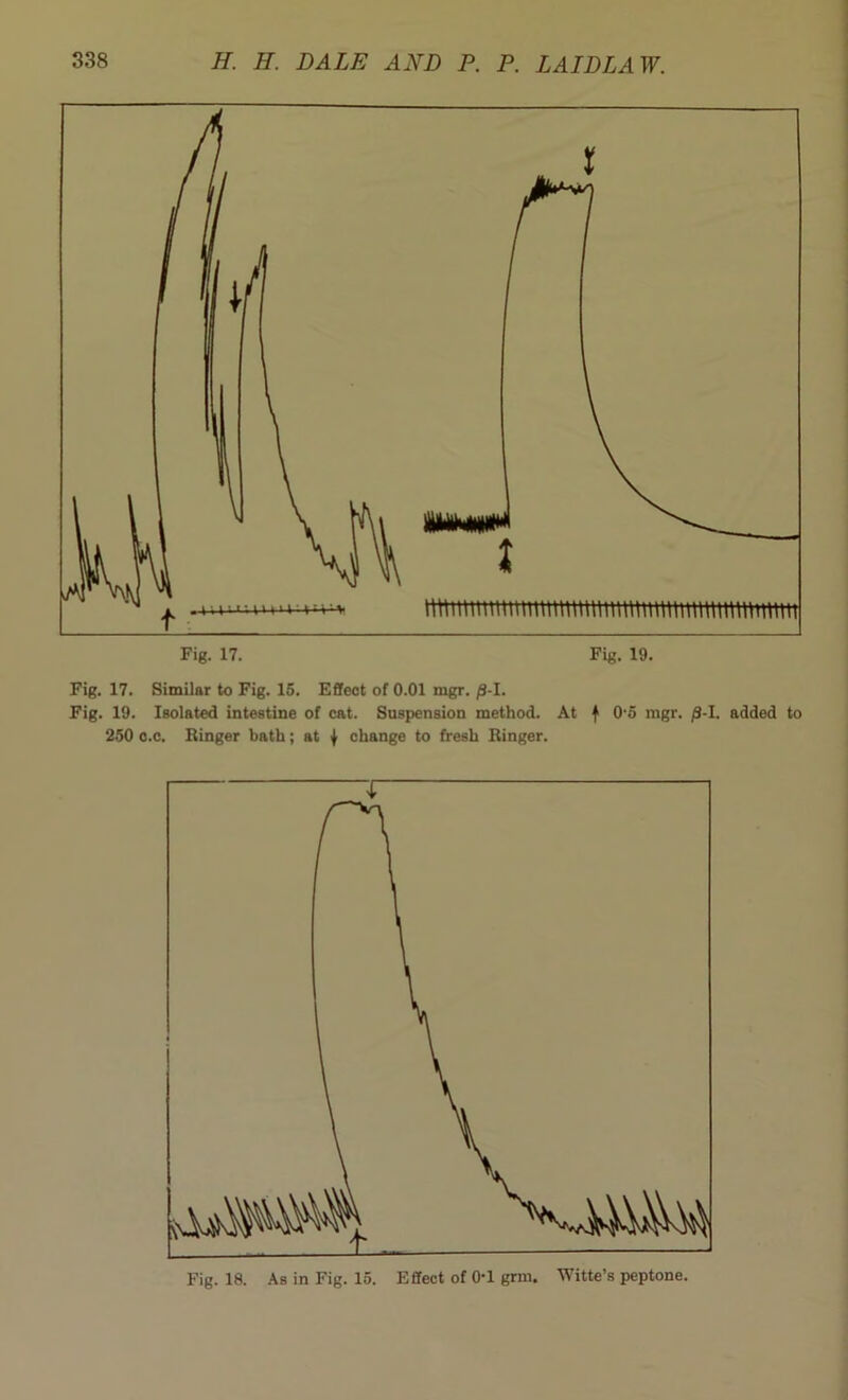 Fig. 17. Similar to Fig. 15. Effect of 0.01 mgr. /9-I. Fig. 19. Isolated intestine of cat. Suspension method. At f 0-5 mgr. /3-I. added to 250 c.c. Ringer bath; at { change to fresh Ringer. Fig. 18. As in Fig. 15. Effect of 0-1 grm. Witte’s peptone.