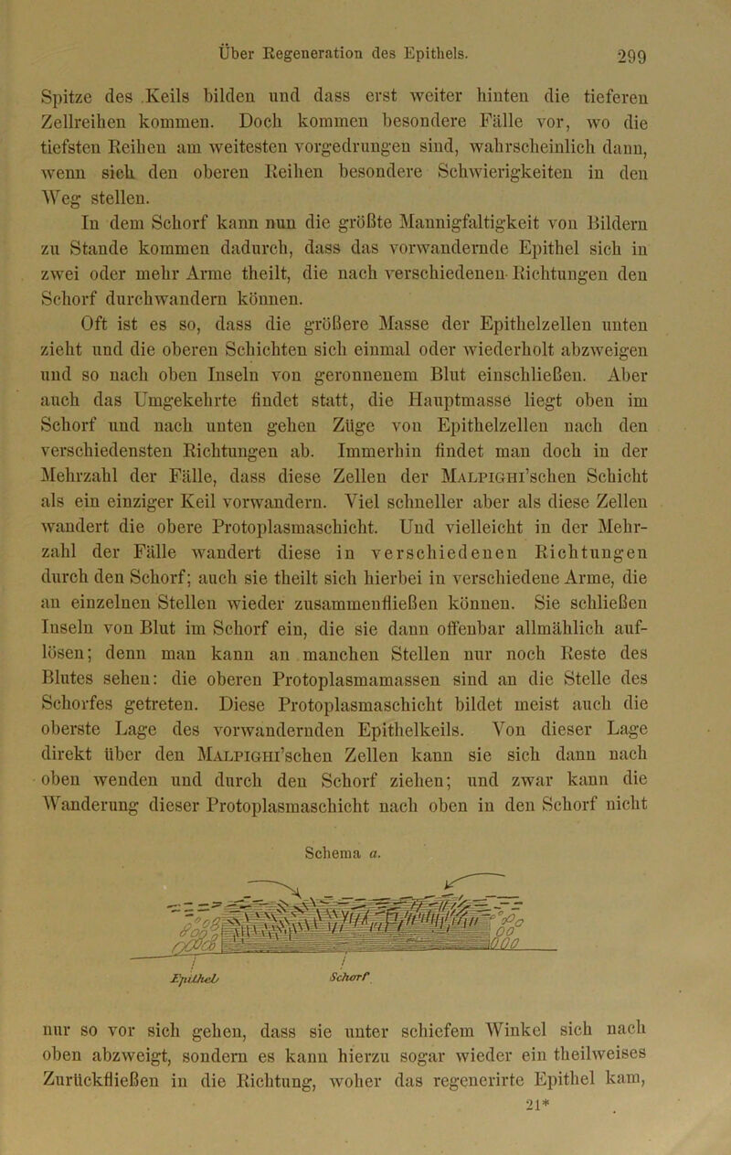 Spitze des .Keils bilden und dass erst weiter hinten die tieferen Zellreihen kommen. Doch kommen besondere Fälle vor, wo die tiefsten Reihen am weitesten vorgedrungen sind, wahrscheinlich dann, wenn sich den oberen Reihen besondere Schwierigkeiten in den Weg stellen. In dem Schorf kann nun die größte Mannigfaltigkeit von Bildern zu Stande kommen dadurch, dass das vorwandernde Epithel sich in zwei oder mehr Arme theilt, die nach verschiedenen Richtungen den Schorf durchwandern können. Oft ist es so, dass die größere Masse der Epithelzellen unten zieht und die oberen Schichten sich einmal oder wiederholt abzweigen und so nach oben Inseln von geronnenem Blut einschließen. Aber auch das Umgekehrte findet statt, die Hauptmasse liegt oben im Schorf und nach unten gehen Züge von Epithelzellen nach den verschiedensten Richtungen ab. Immerhin findet man doch in der Mehrzahl der Fälle, dass diese Zellen der MALPiGHi’schen Schicht als ein einziger Keil vorwandern. Viel schneller aber als diese Zellen wandert die obere Protoplasmaschicht. Und vielleicht in der Mehr- zahl der Fälle wandert diese in verschiedenen Richtungen durch den Schorf; auch sie theilt sich hierbei in verschiedene Arme, die an einzelnen Stellen wieder zusammenfließen können. Sie schließen Inseln von Blut im Schorf ein, die sie dann offenbar allmählich auf- lösen; denn man kann an manchen Stellen nur noch Reste des Blutes sehen: die oberen Protoplasmamassen sind an die Stelle des Schorfes getreten. Diese Protoplasmaschicht bildet meist auch die oberste Lage des vorwandernden Epithelkeils. Von dieser Lage direkt über den MALPiGHi’schen Zellen kann sie sich dann nach oben wenden und durch den Schorf ziehen; und zwar kann die Wanderung dieser Protoplasmaschicht nach oben in den Schorf nicht Epithel/ Scharr nur so vor sich gehen, dass sie unter schiefem Winkel sich nach oben abzweigt, sondern es kann hierzu sogar wieder ein theilweises Zurückfließen in die Richtung, woher das regenerirte Epithel kam,